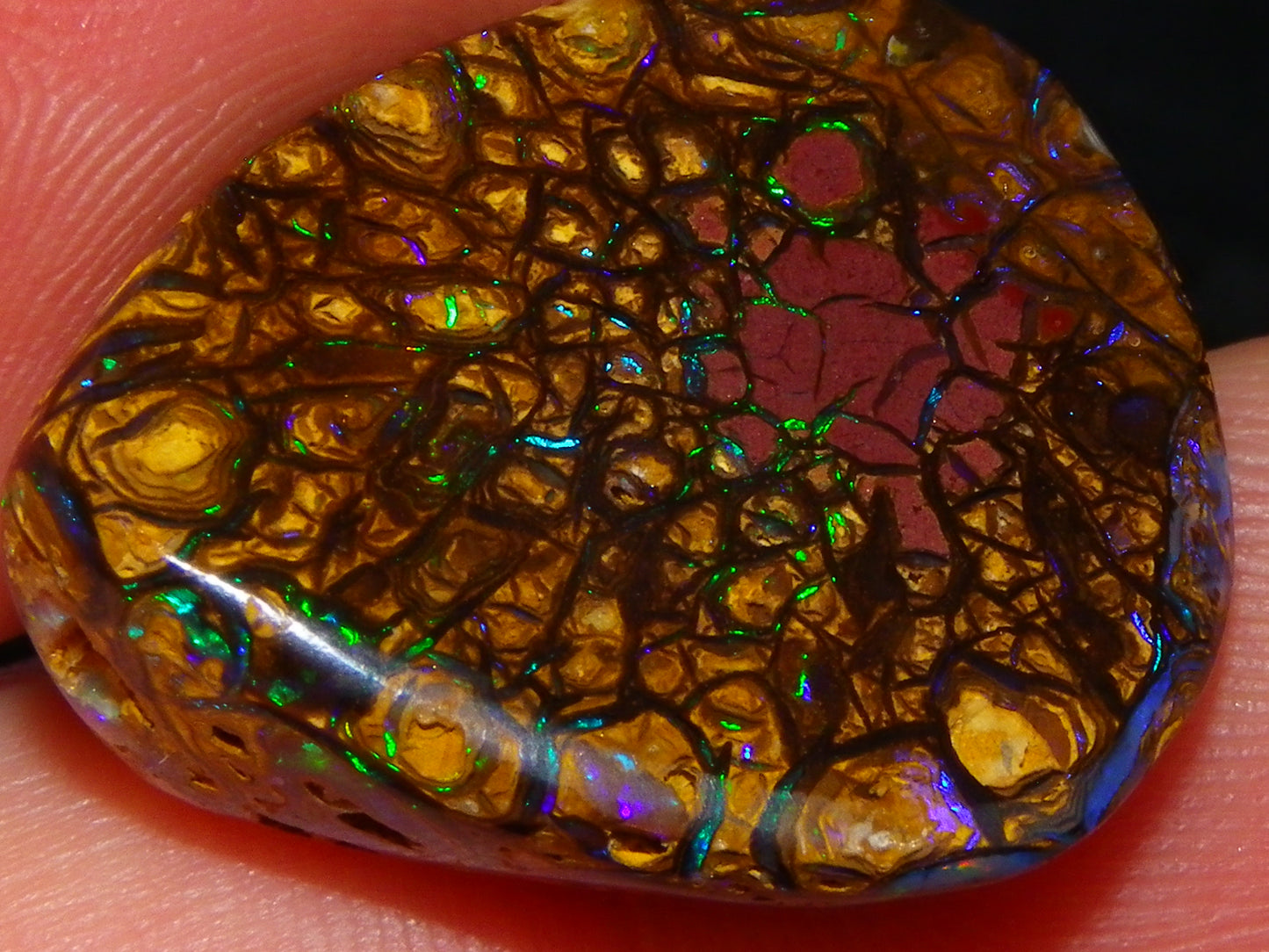 Very Nice Cut/Polished Koroit Opal Freeform/Cab 24.8cts Blue/Green Nut Fires Qld Australia