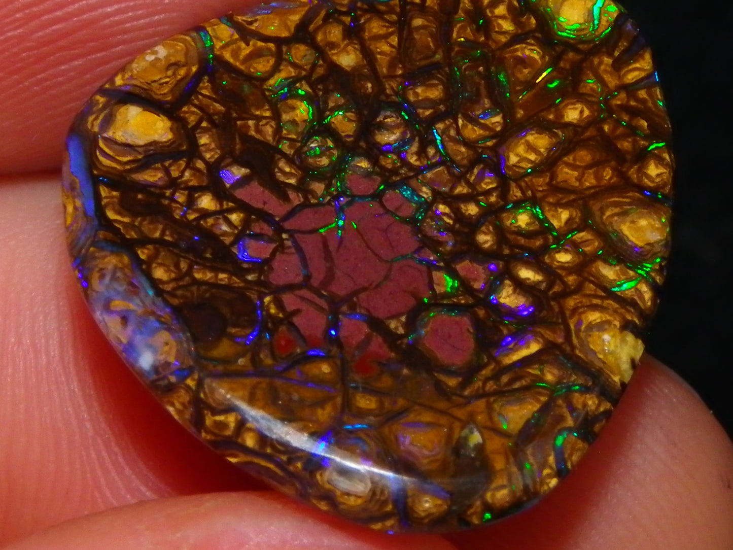 Very Nice Cut/Polished Koroit Opal Freeform/Cab 24.8cts Blue/Green Nut Fires Qld Australia
