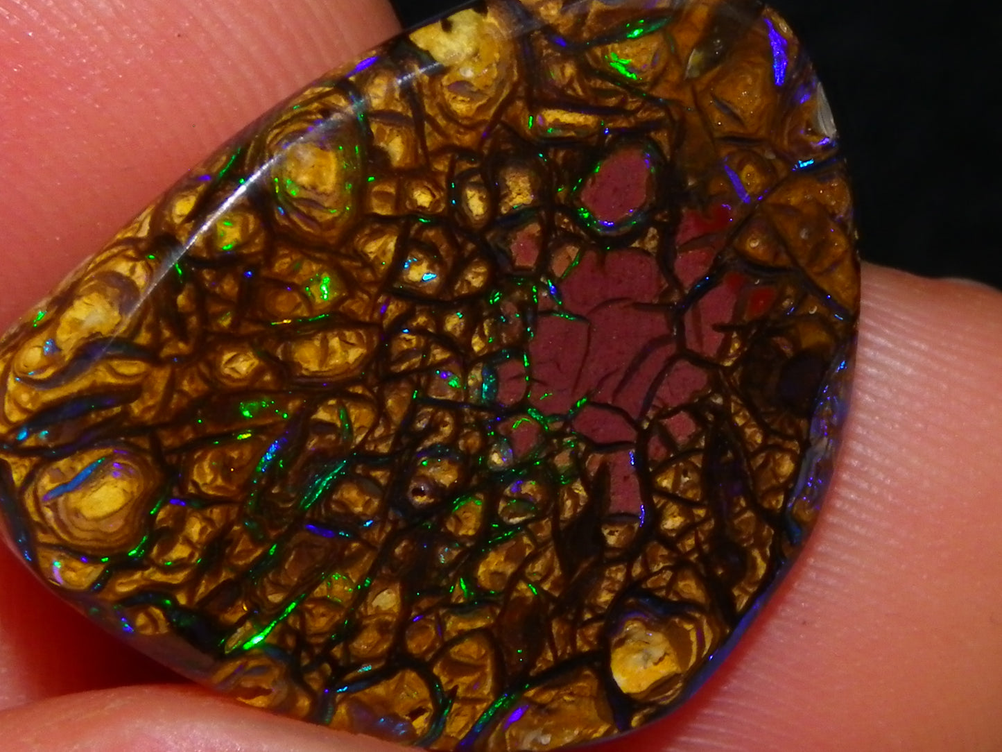 Very Nice Cut/Polished Koroit Opal Freeform/Cab 24.8cts Blue/Green Nut Fires Qld Australia