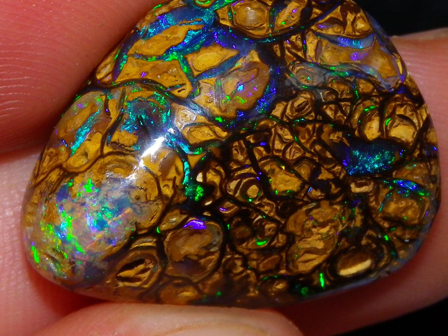 Very Nice Cut/Polished Koroit Opal Freeform/Cab 24.8cts Blue/Green Nut Fires Qld Australia