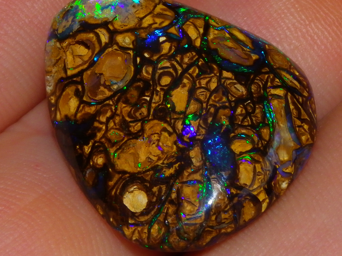 Very Nice Cut/Polished Koroit Opal Freeform/Cab 24.8cts Blue/Green Nut Fires Qld Australia