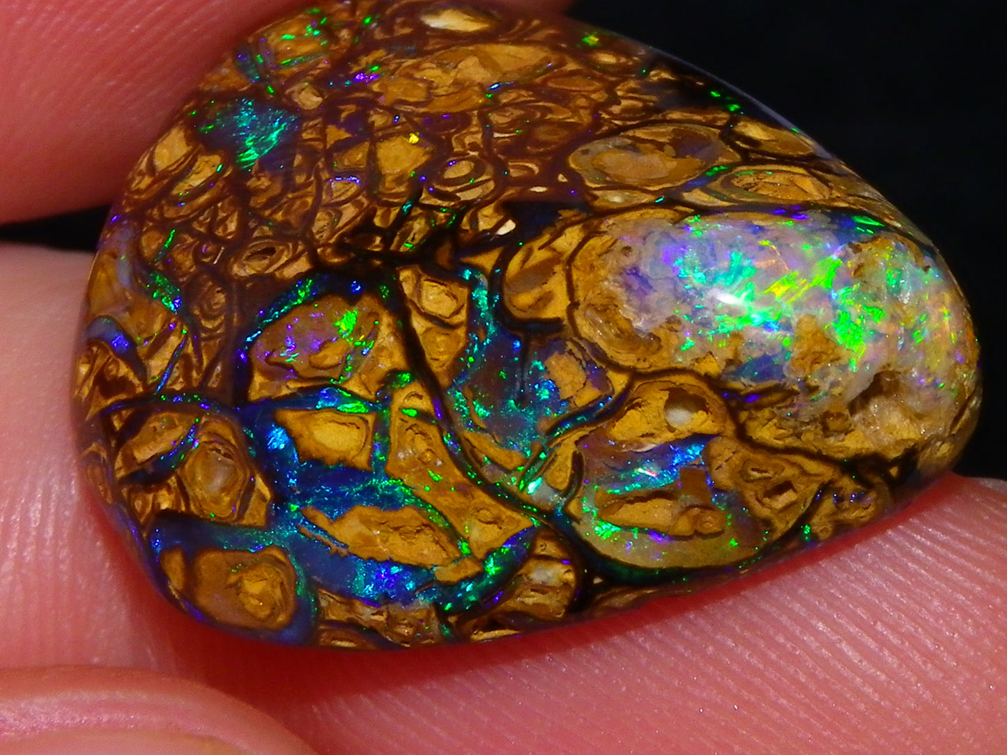 Very Nice Cut/Polished Koroit Opal Freeform/Cab 24.8cts Blue/Green Nut Fires Qld Australia