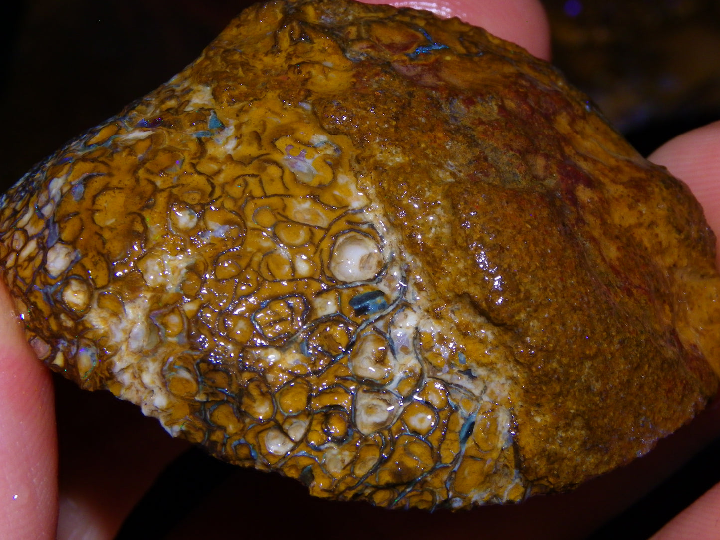 2 Nice Larger Rough/sliced Koroit Opals 476cts Queensland Australia Pattern/Fires :)