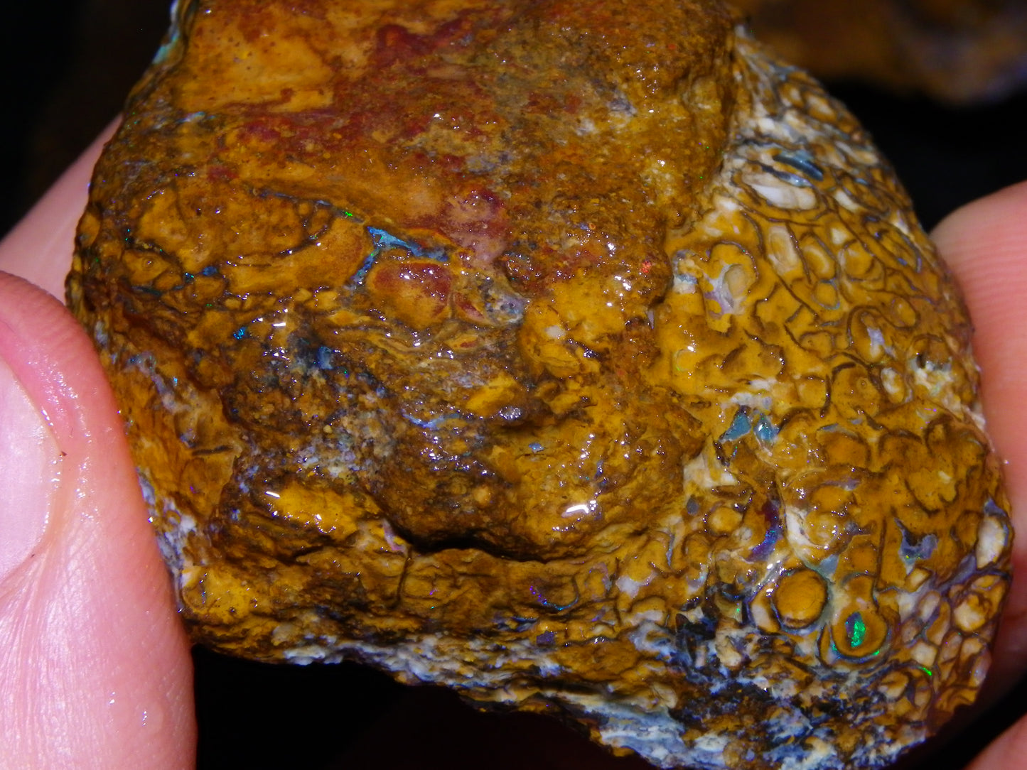 2 Nice Larger Rough/sliced Koroit Opals 476cts Queensland Australia Pattern/Fires :)