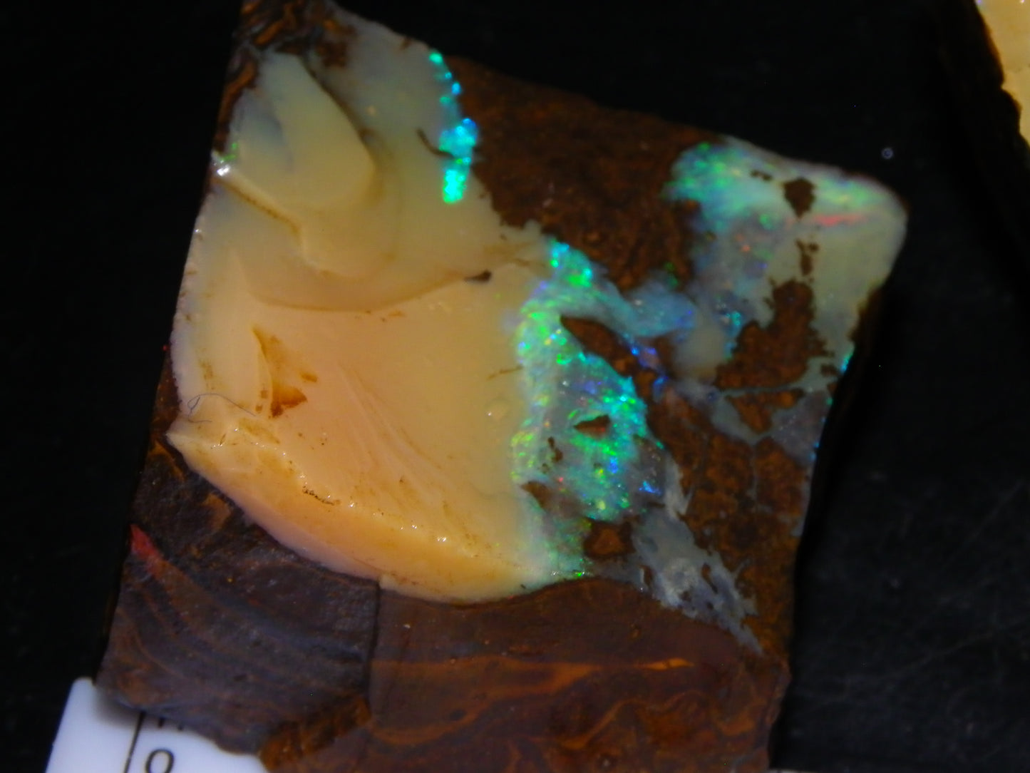2 Nice Rough Boulder Opals Specimens 809cts Queensland Australia Some Fires Green/Blue