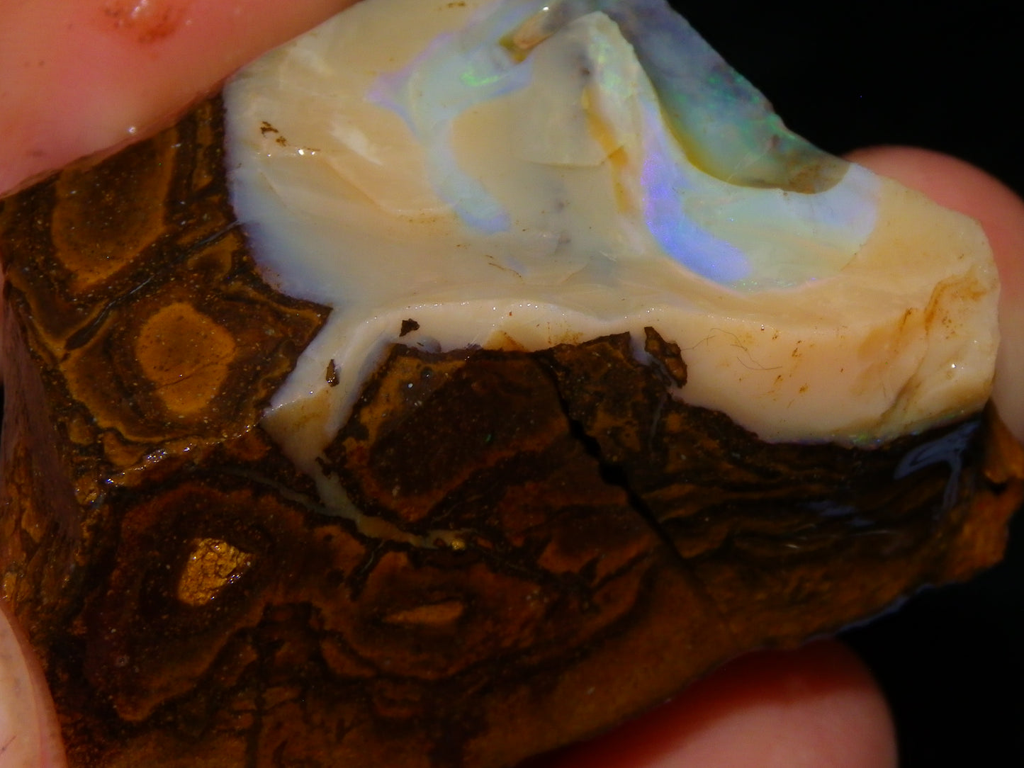 Nice Rough Boulder Opal specimens 2358cts Multicolours Ironstone Queensland Australia