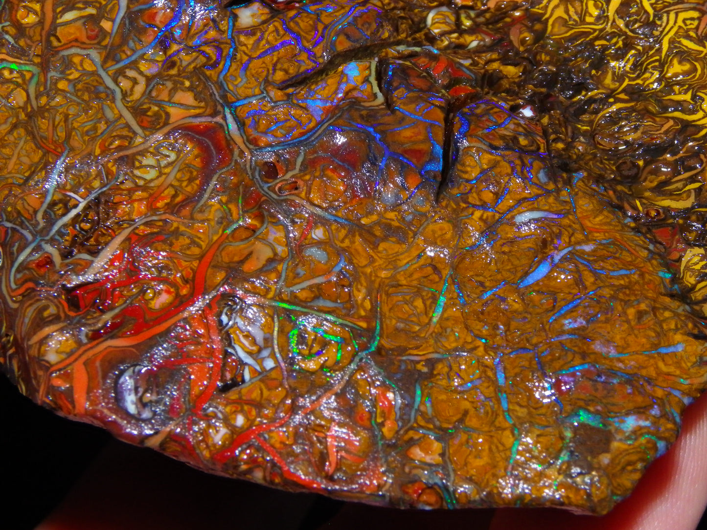 Huge, Gem Rough/Rubbed Koroit Opal Specimen 2170cts (434grams) Fires/Patterns Queensland Australia
