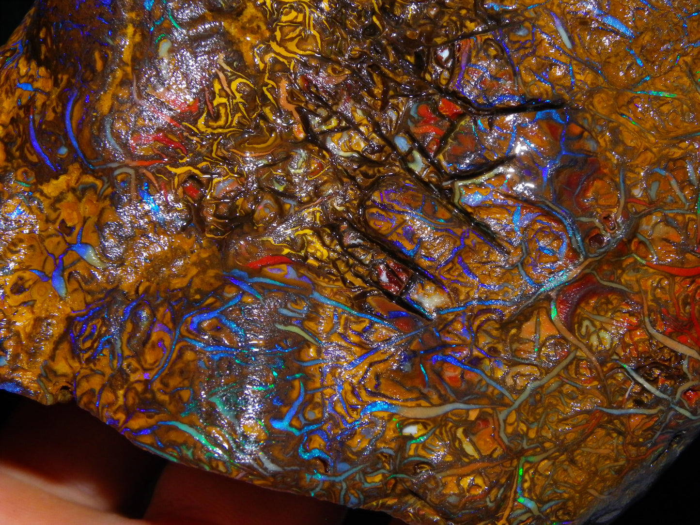 Huge, Gem Rough/Rubbed Koroit Opal Specimen 2170cts (434grams) Fires/Patterns Queensland Australia