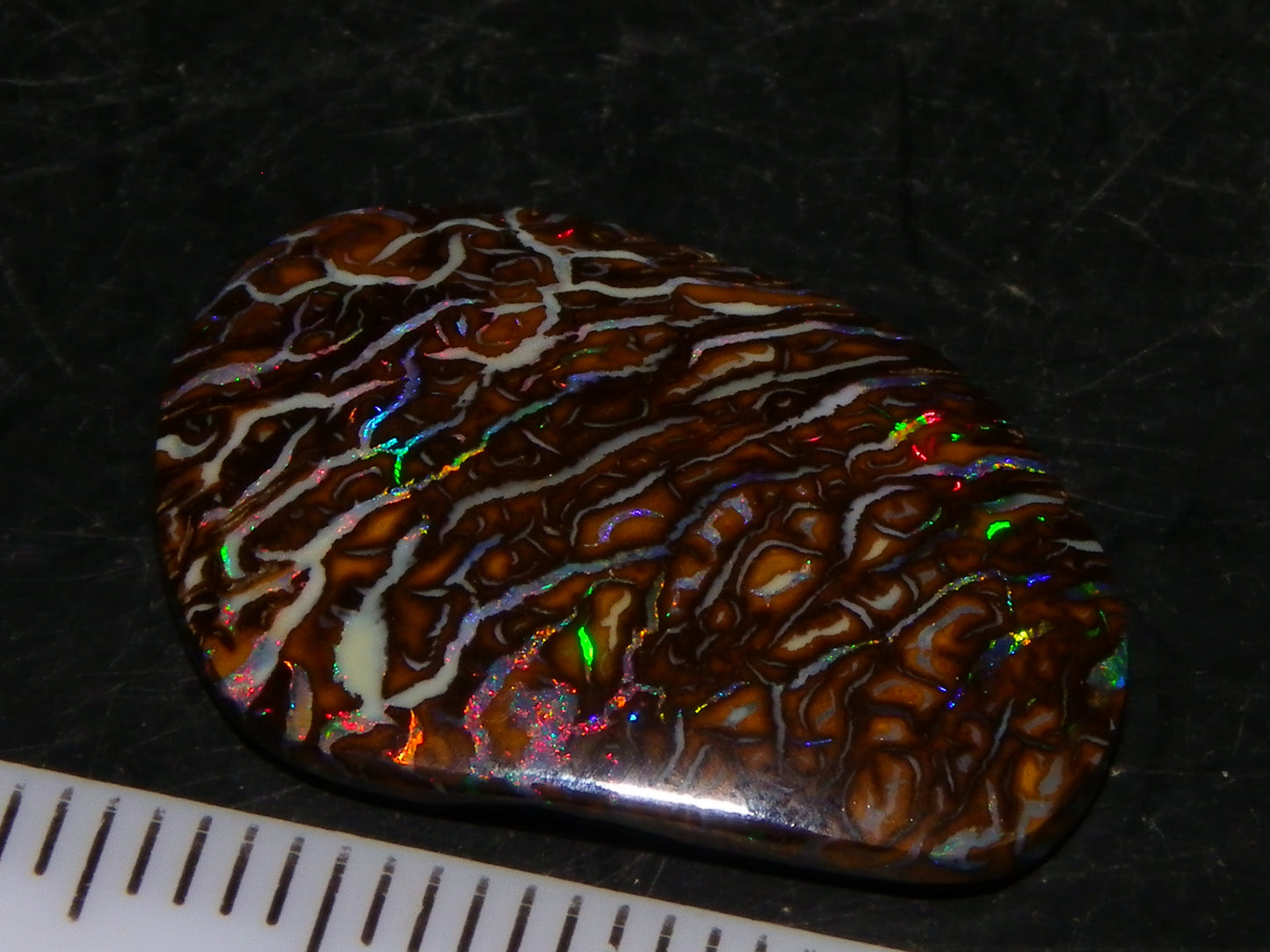 Superb Cut/Polished Koroit Opal Cab 12.6cts Patterns/Fires Red/Greens Qld Au