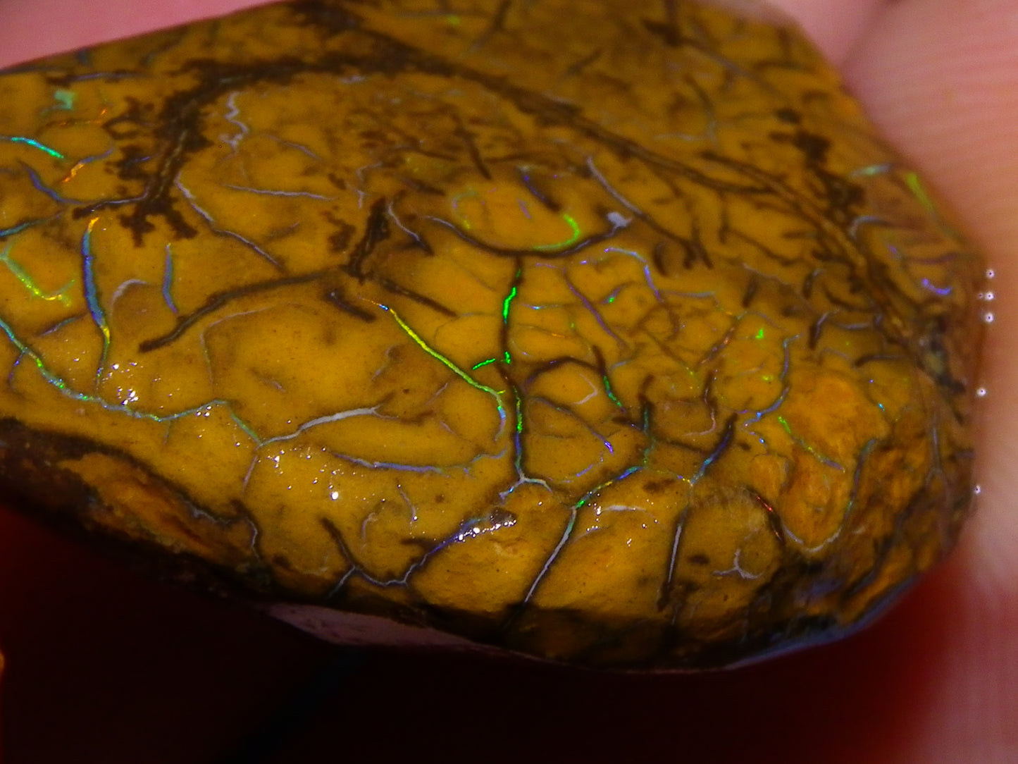 3 Nice Rubbed/Rough Koroit Opals 240cts Patterns/Fires Red/Orange/Greens Qld Au