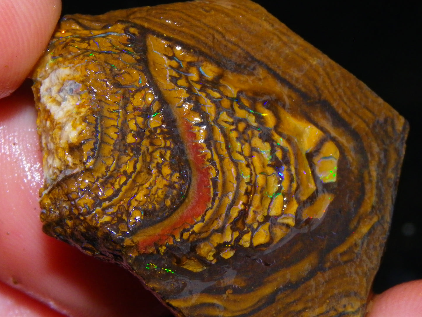 Nice Parcel Rough/Sliced Koroit Opal 1226cts Queensland Australia Patterns/Fires Au