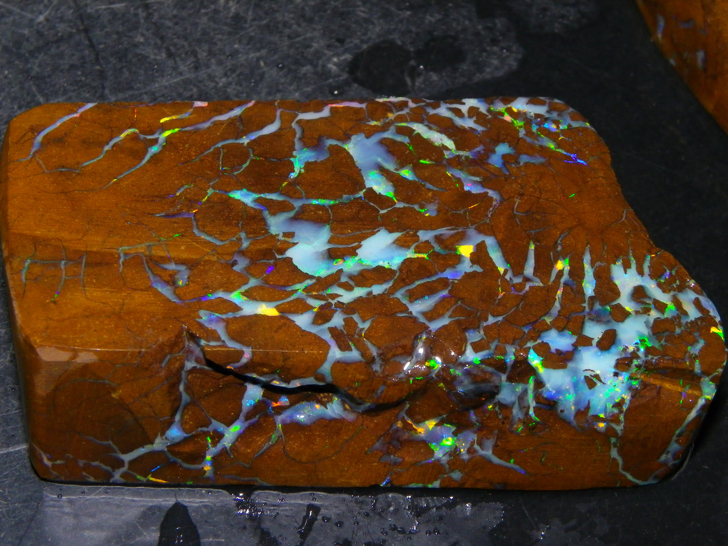 Gem Rough/Sliced Matrix Opal Set/Parcel 1218cts Opalton Queensland Australia