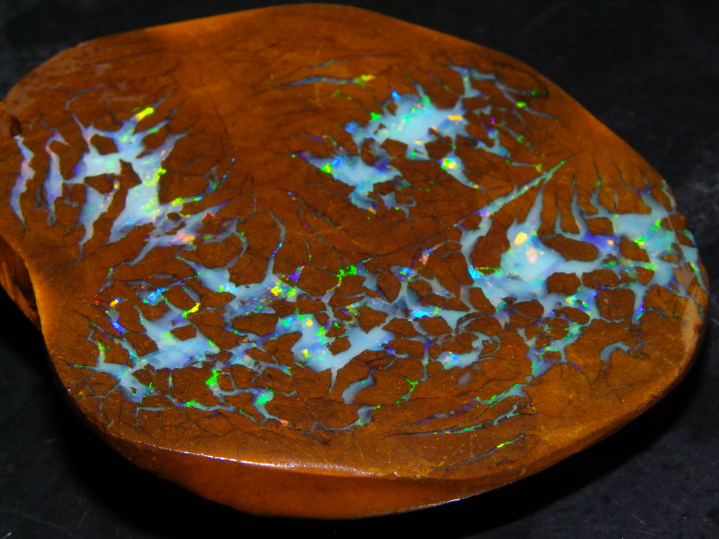Gem Rough/Sliced Matrix Opal Set/Parcel 1218cts Opalton Queensland Australia