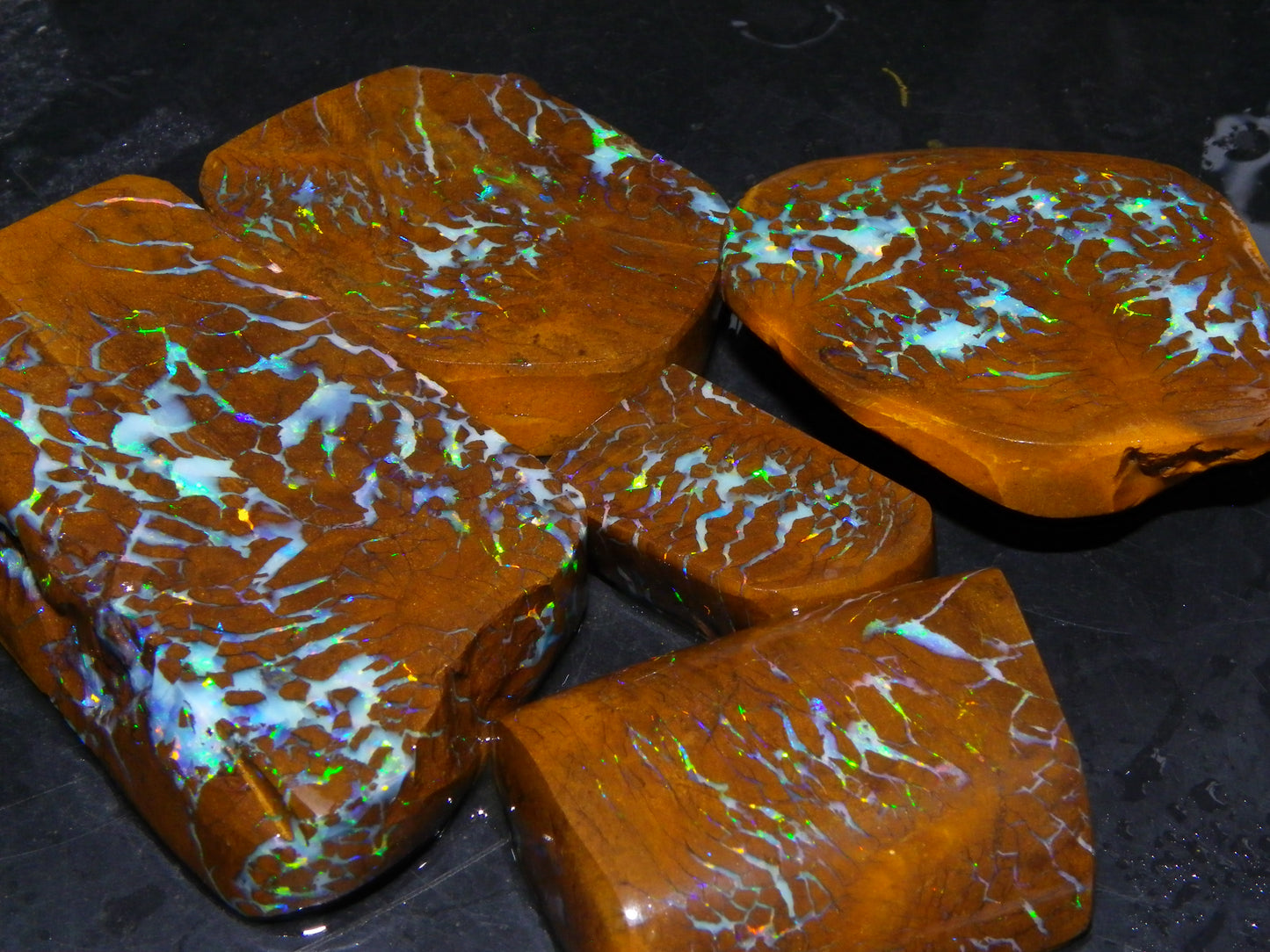 Gem Rough/Sliced Matrix Opal Set/Parcel 1218cts Opalton Queensland Australia