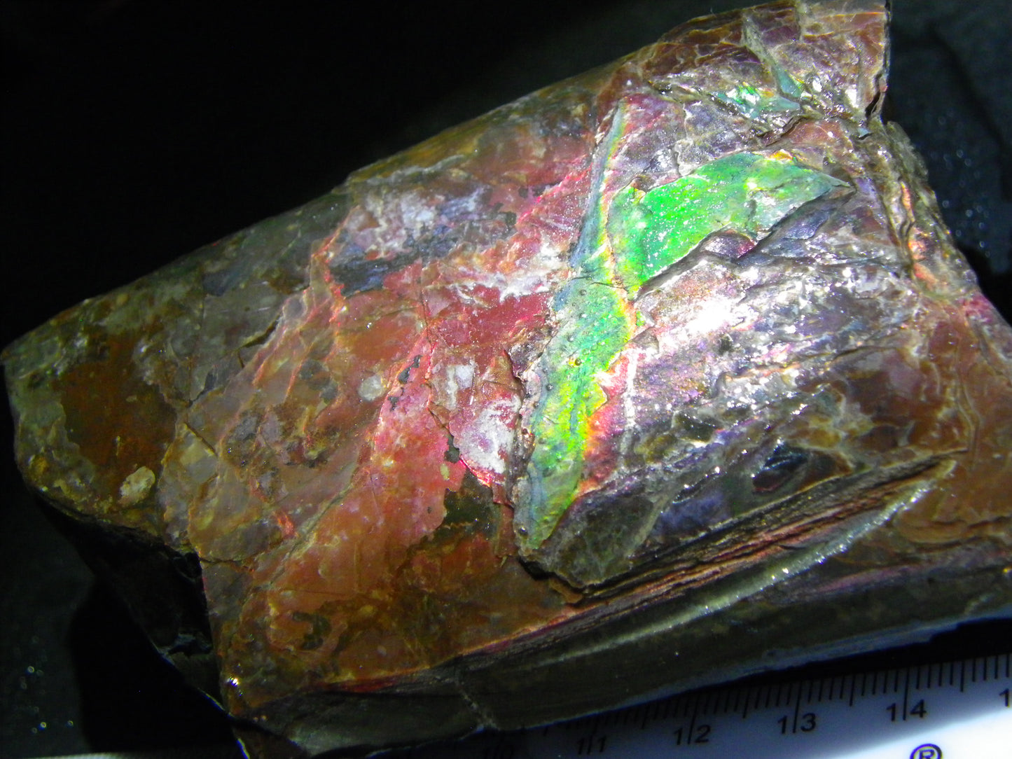 Very Nice/Large Ammolite Rough Specimen 2626cts Red/Green/Gold Colours Canada