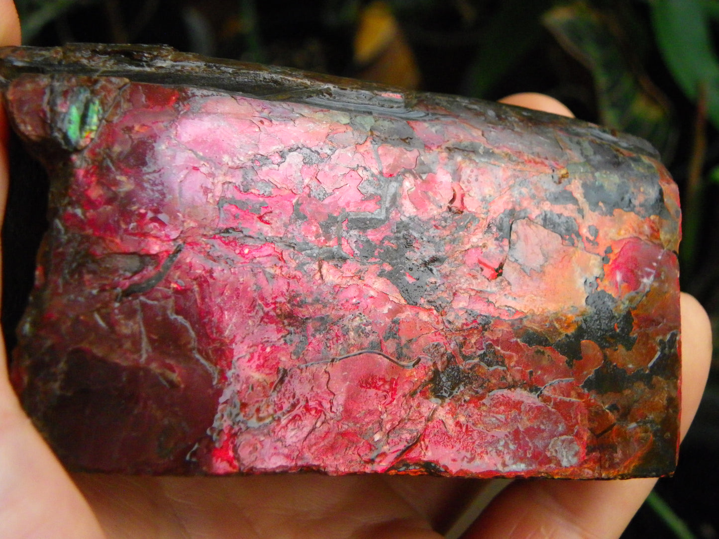 Very Nice/Large Ammolite Rough Specimen 2626cts Red/Green/Gold Colours Canada