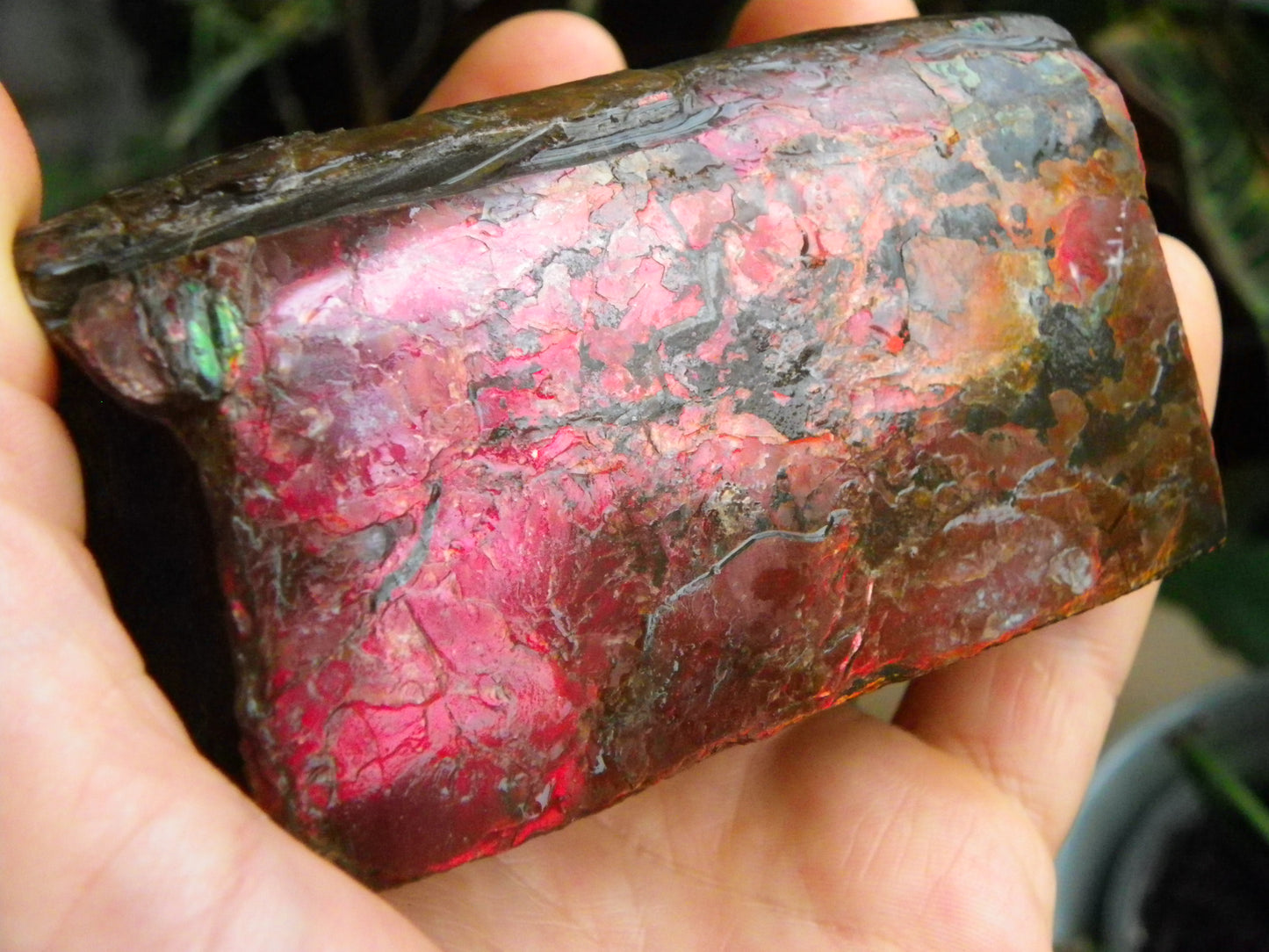 Very Nice/Large Ammolite Rough Specimen 2626cts Red/Green/Gold Colours Canada