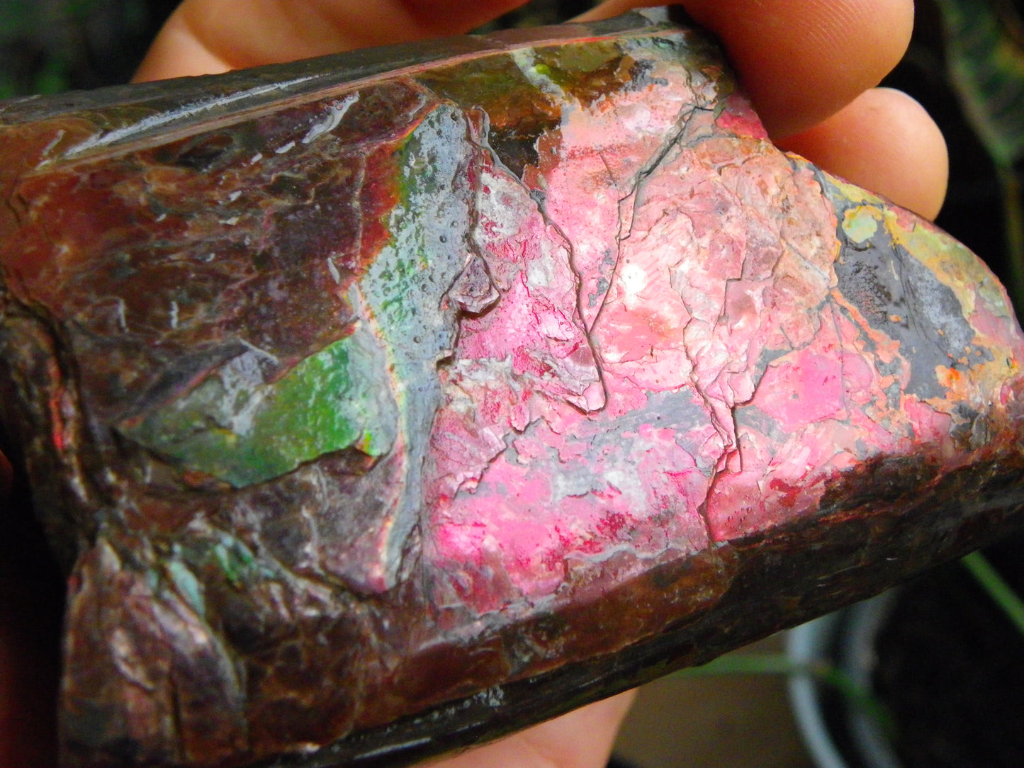 Very Nice/Large Ammolite Rough Specimen 2626cts Red/Green/Gold Colours Canada
