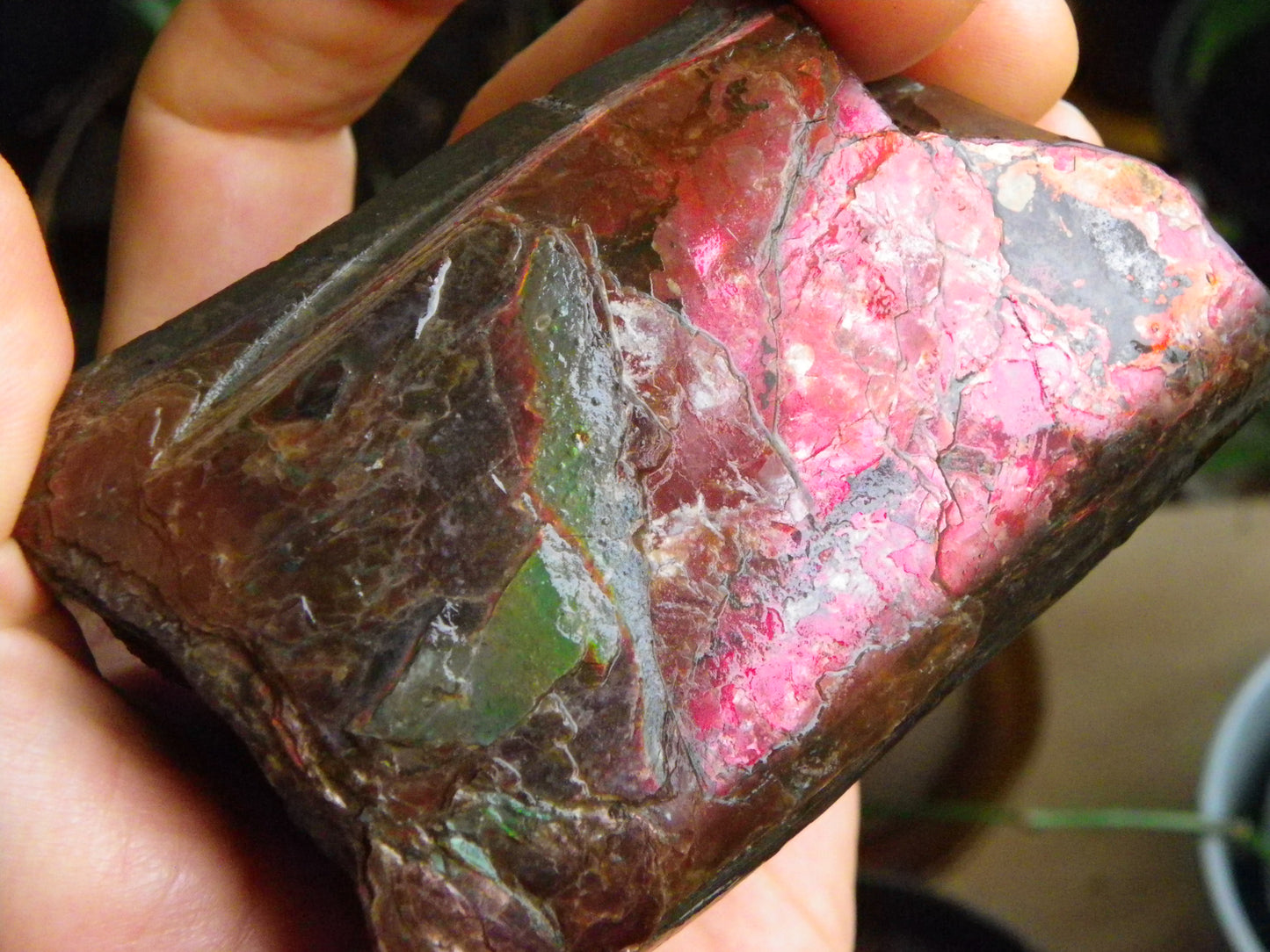Very Nice/Large Ammolite Rough Specimen 2626cts Red/Green/Gold Colours Canada