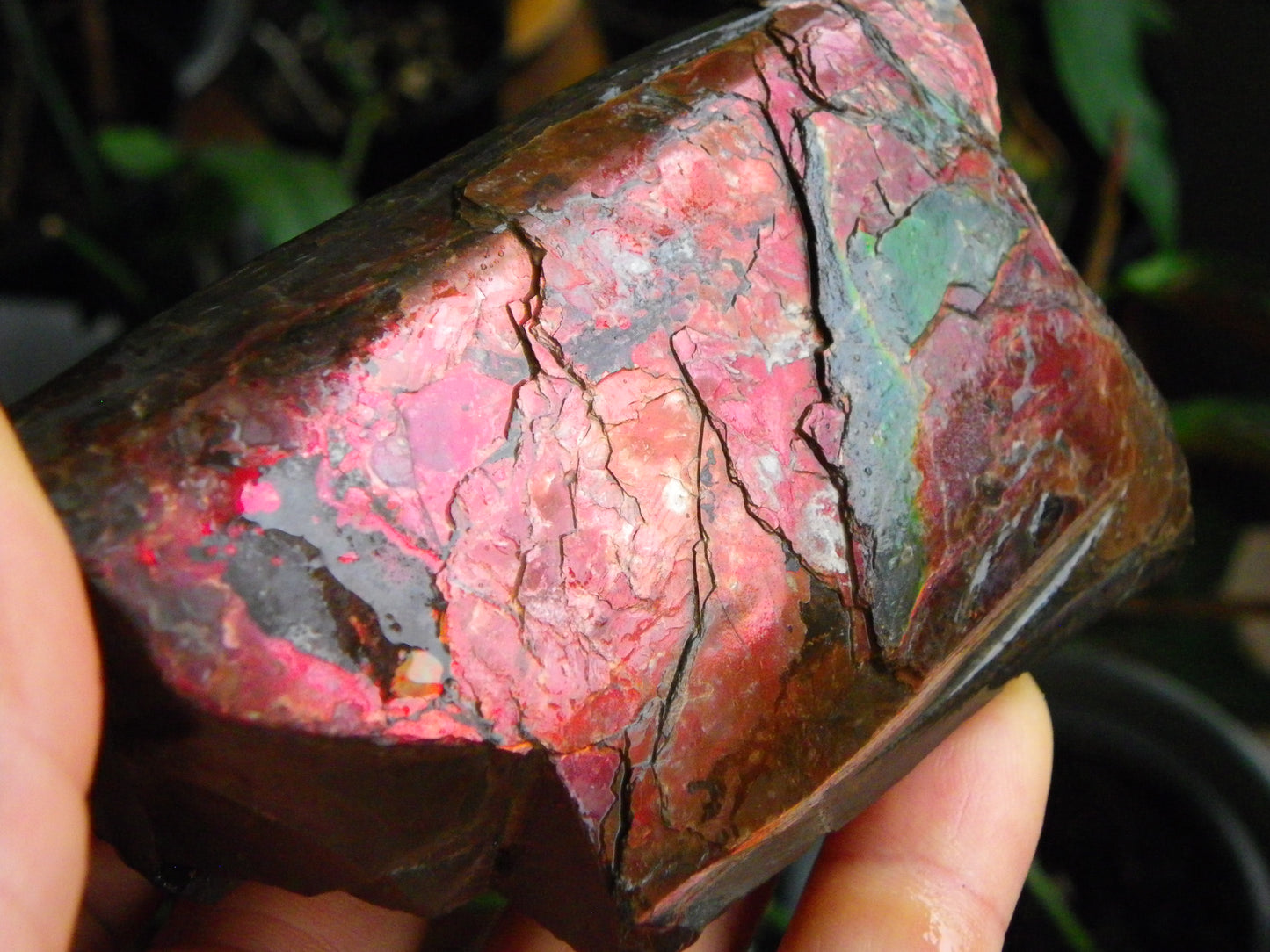 Very Nice/Large Ammolite Rough Specimen 2626cts Red/Green/Gold Colours Canada