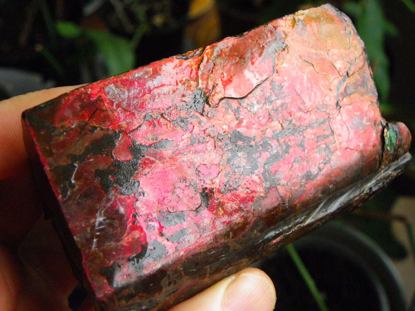 Very Nice/Large Ammolite Rough Specimen 2626cts Red/Green/Gold Colours Canada