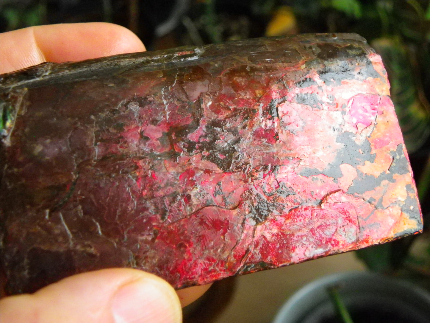 Very Nice/Large Ammolite Rough Specimen 2626cts Red/Green/Gold Colours Canada