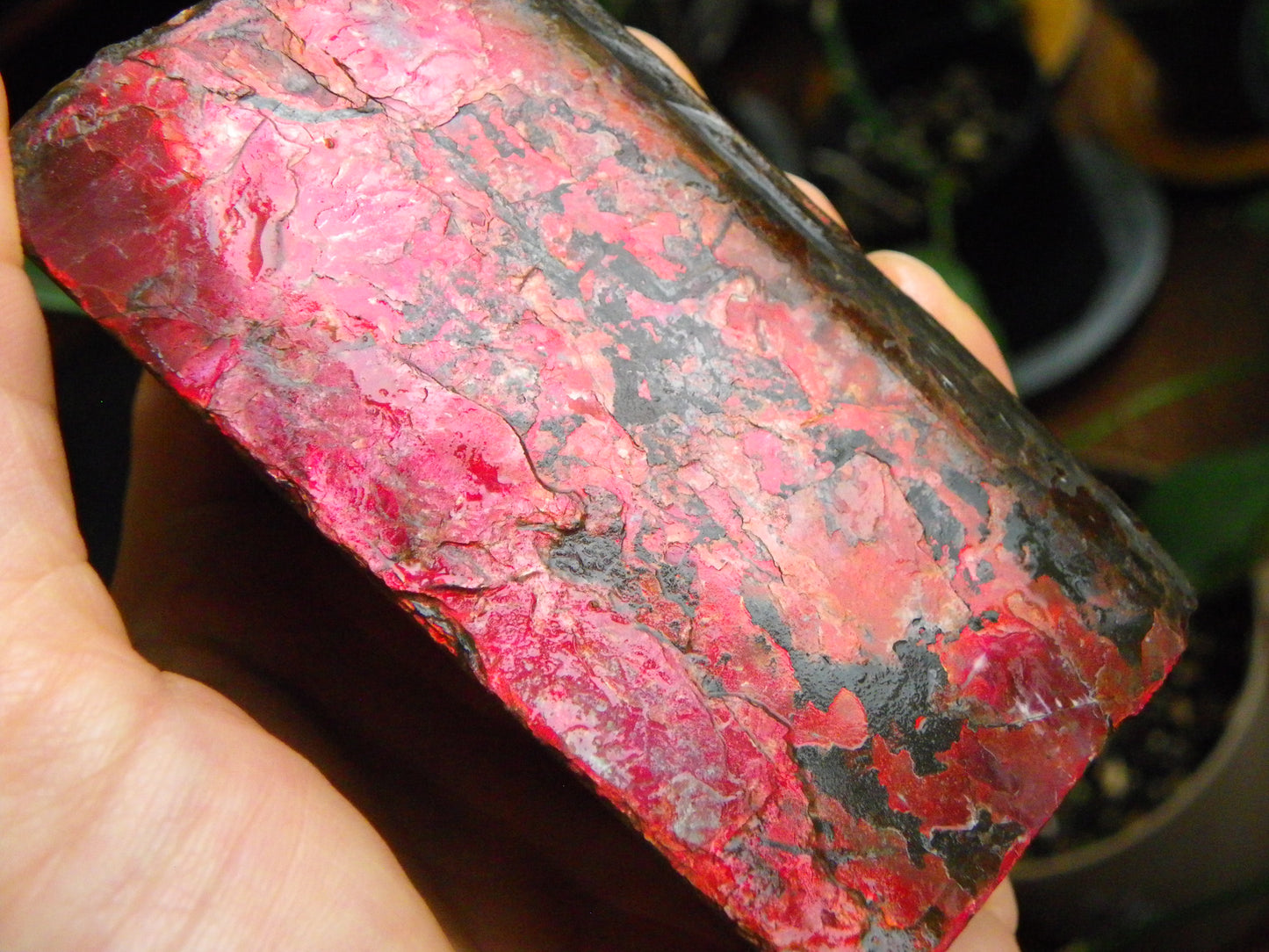Very Nice/Large Ammolite Rough Specimen 2626cts Red/Green/Gold Colours Canada