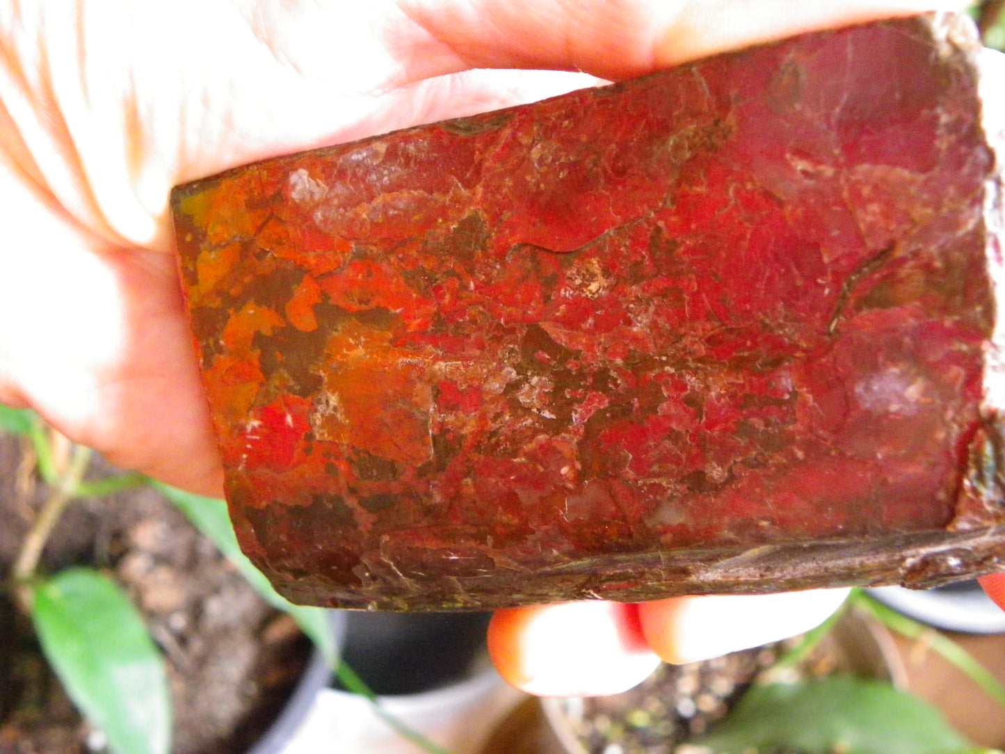 Very Nice/Large Ammolite Rough Specimen 2626cts Red/Green/Gold Colours Canada