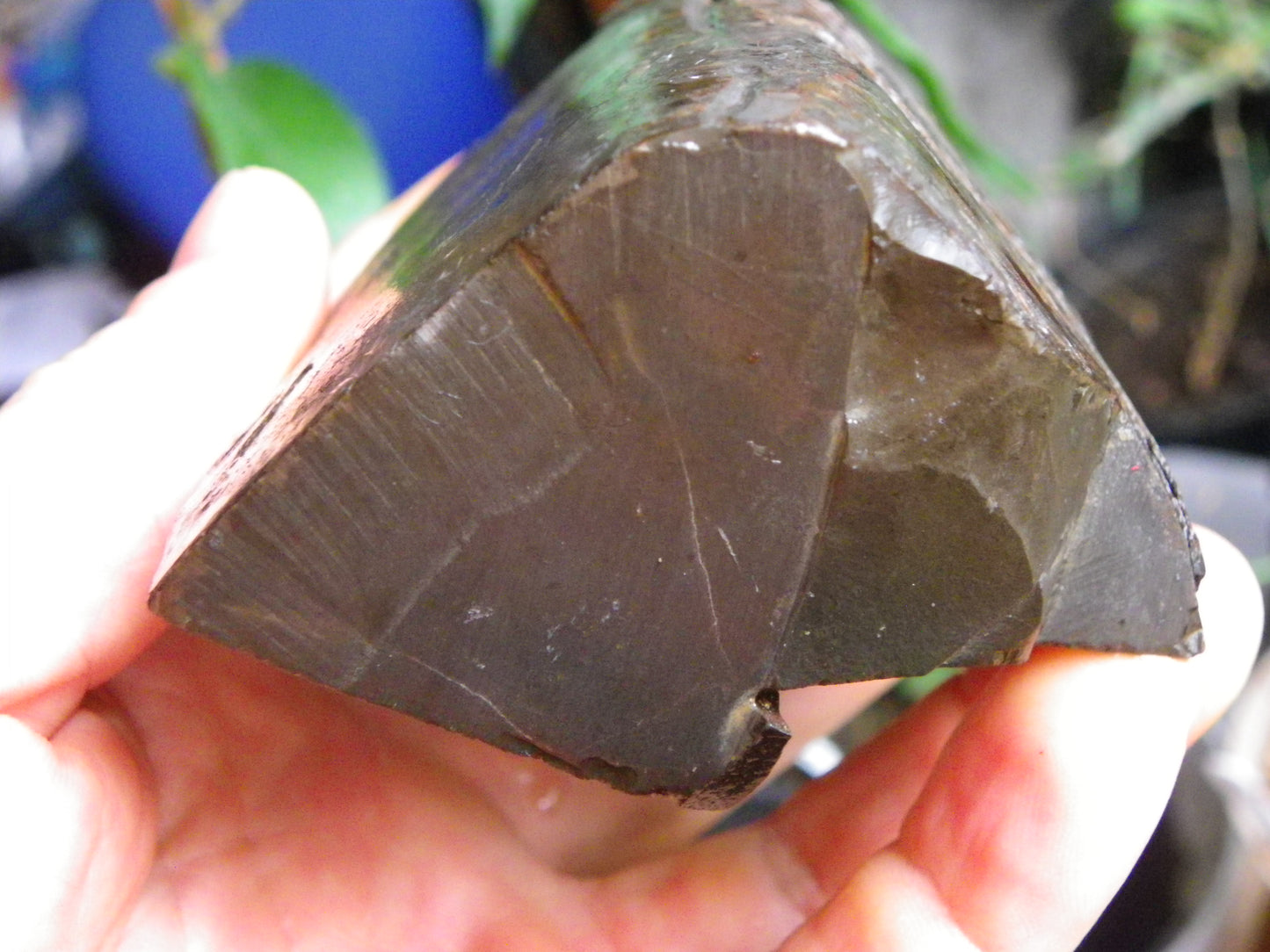 Very Nice/Large Ammolite Rough Specimen 2626cts Red/Green/Gold Colours Canada