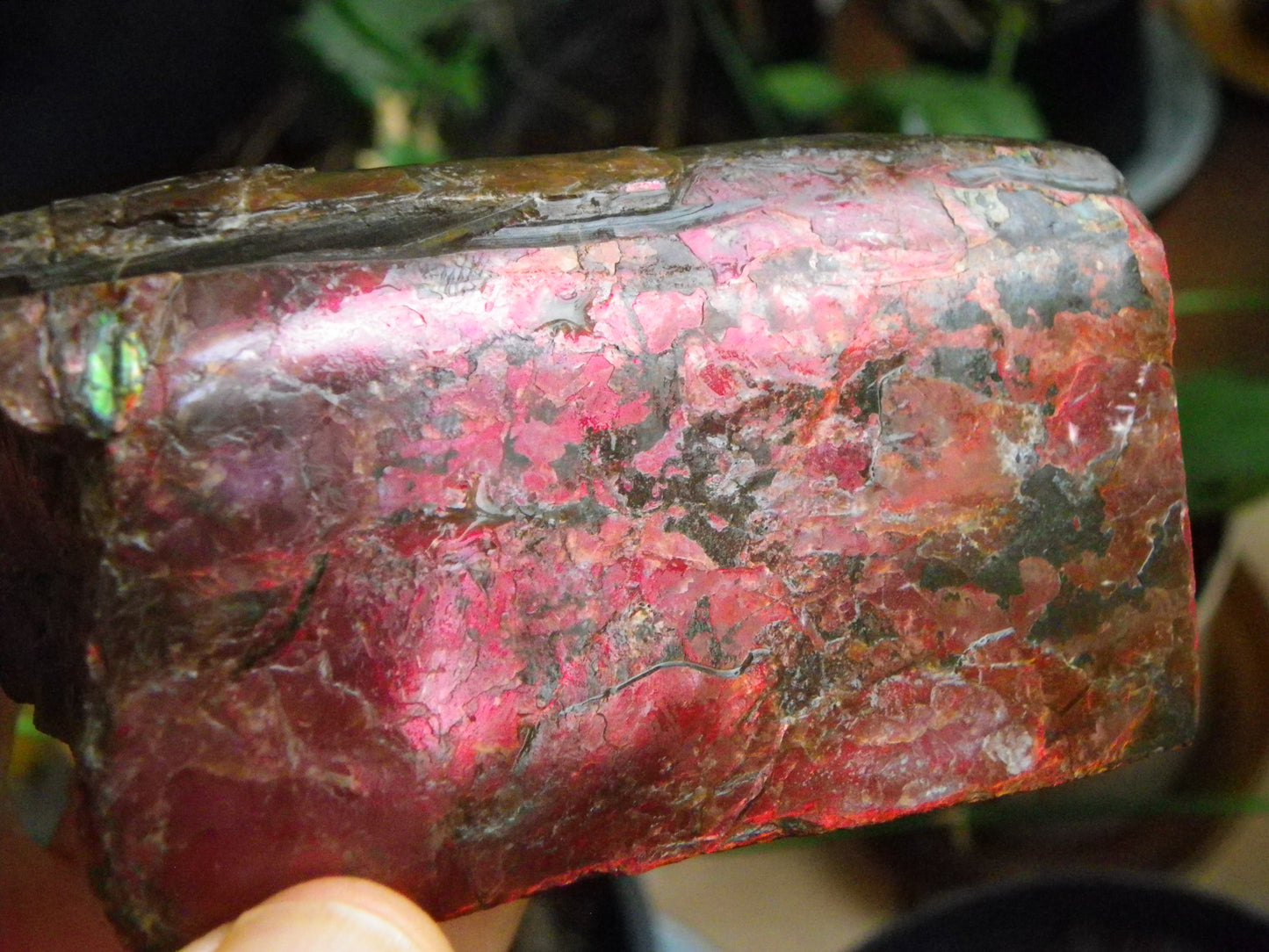Very Nice/Large Ammolite Rough Specimen 2626cts Red/Green/Gold Colours Canada