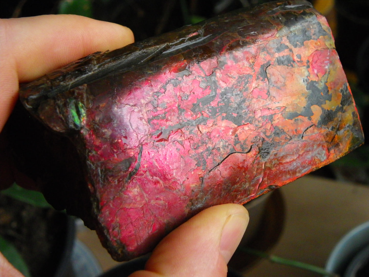 Very Nice/Large Ammolite Rough Specimen 2626cts Red/Green/Gold Colours Canada