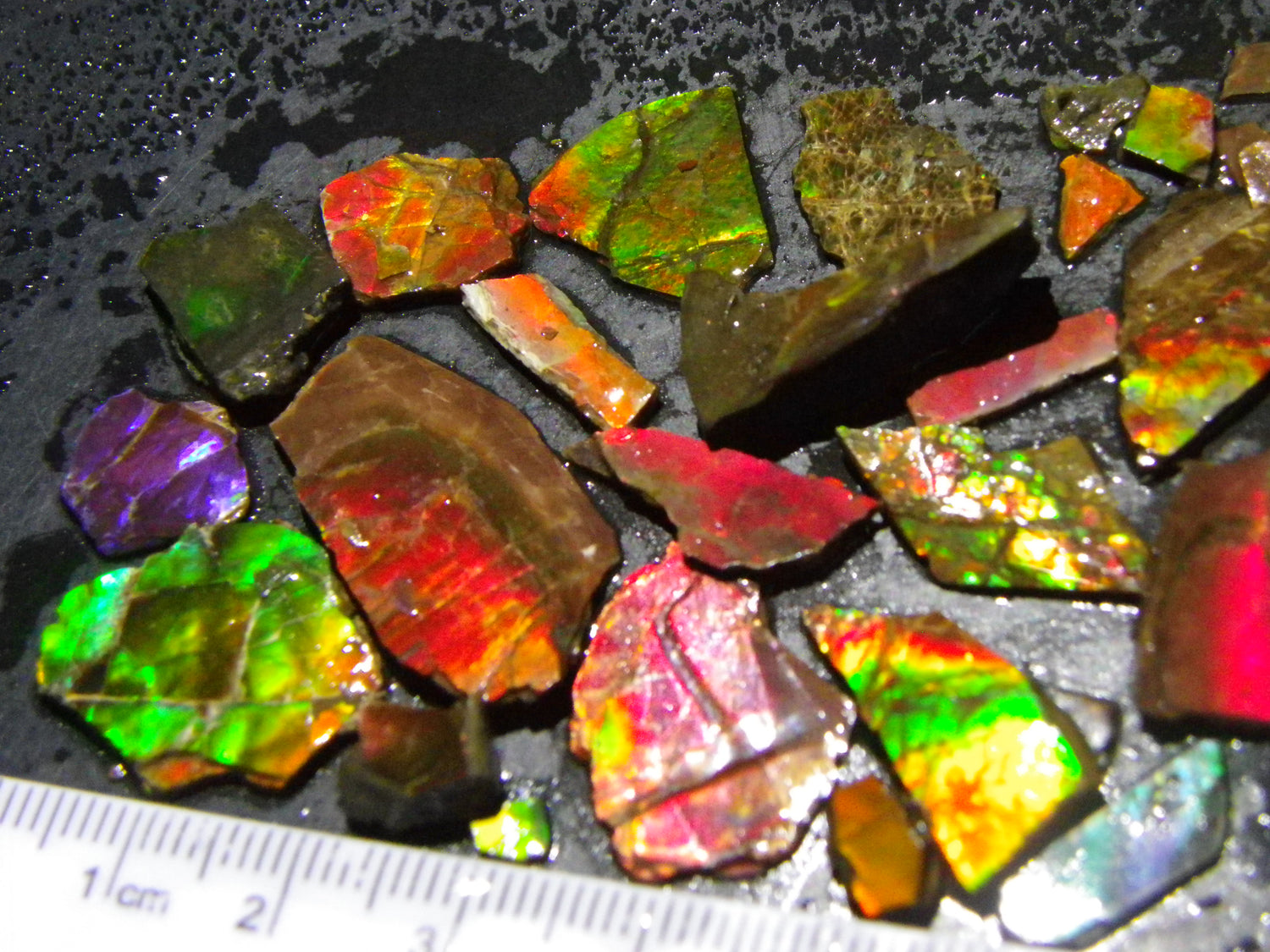Ammolite Rough, Ammolite /Opal and other Gem/Semi Precious Stones