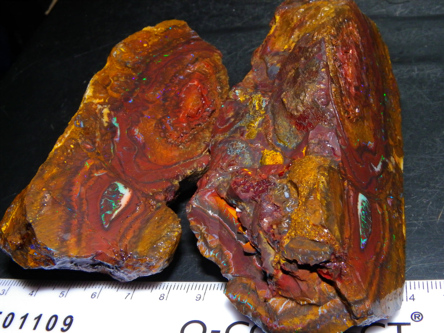 Huge 2779.5cts Koroit Opal Sliced Nut Rough Pair Blue/Green Fires/ Skin Ironstone