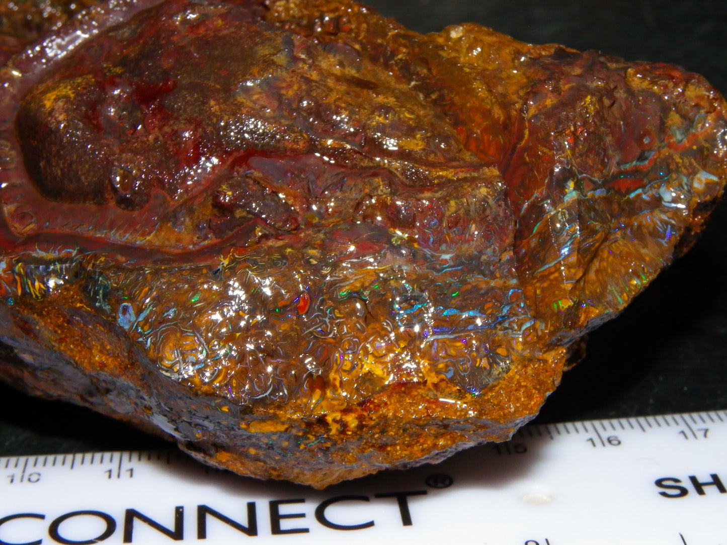 Huge 2779.5cts Koroit Opal Sliced Nut Rough Pair Blue/Green Fires/ Skin Ironstone