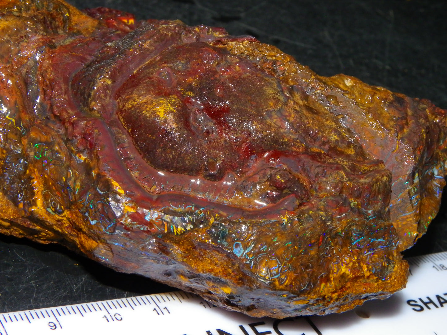 Huge 2779.5cts Koroit Opal Sliced Nut Rough Pair Blue/Green Fires/ Skin Ironstone