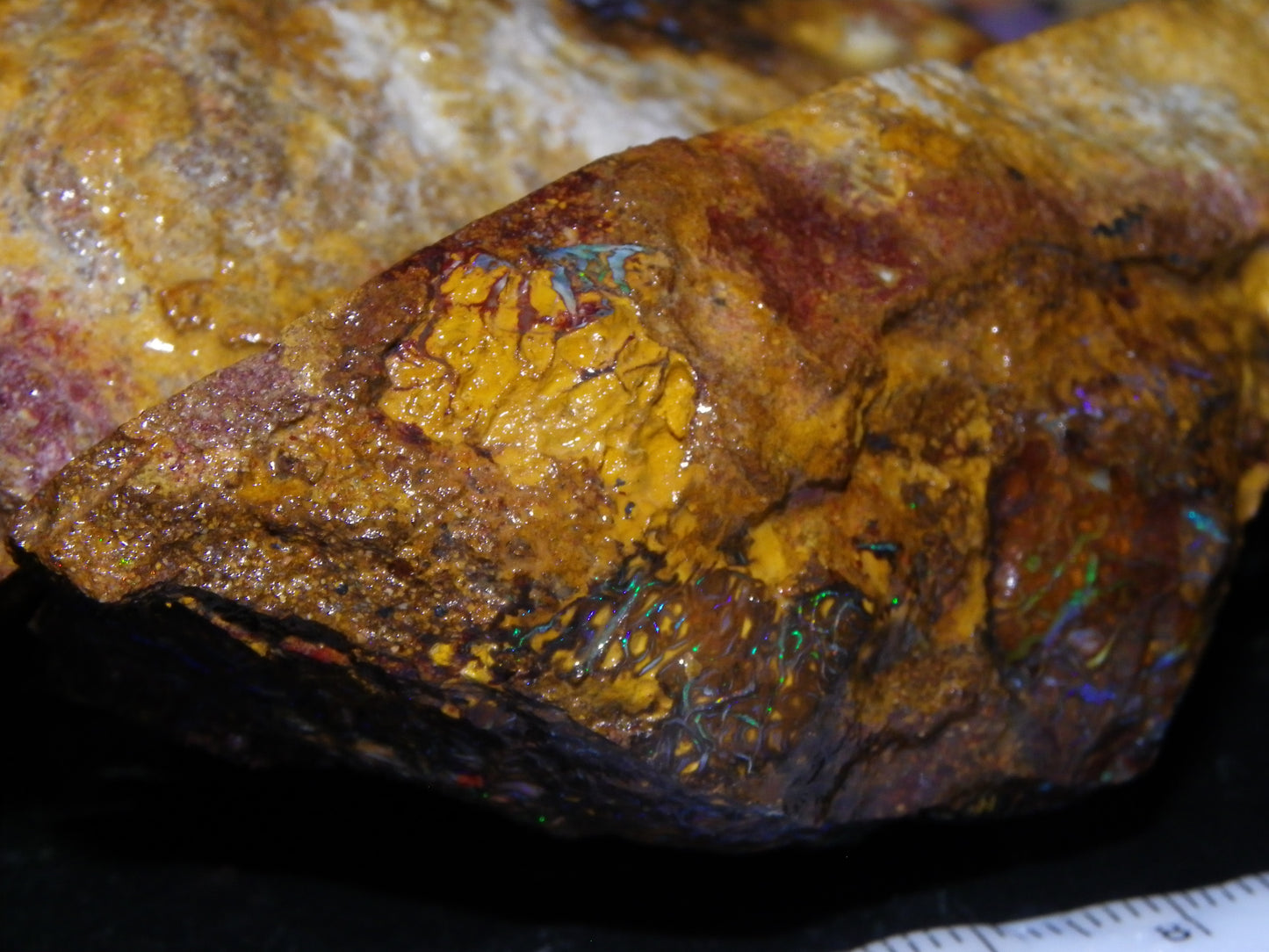 Huge 2779.5cts Koroit Opal Sliced Nut Rough Pair Blue/Green Fires/ Skin Ironstone