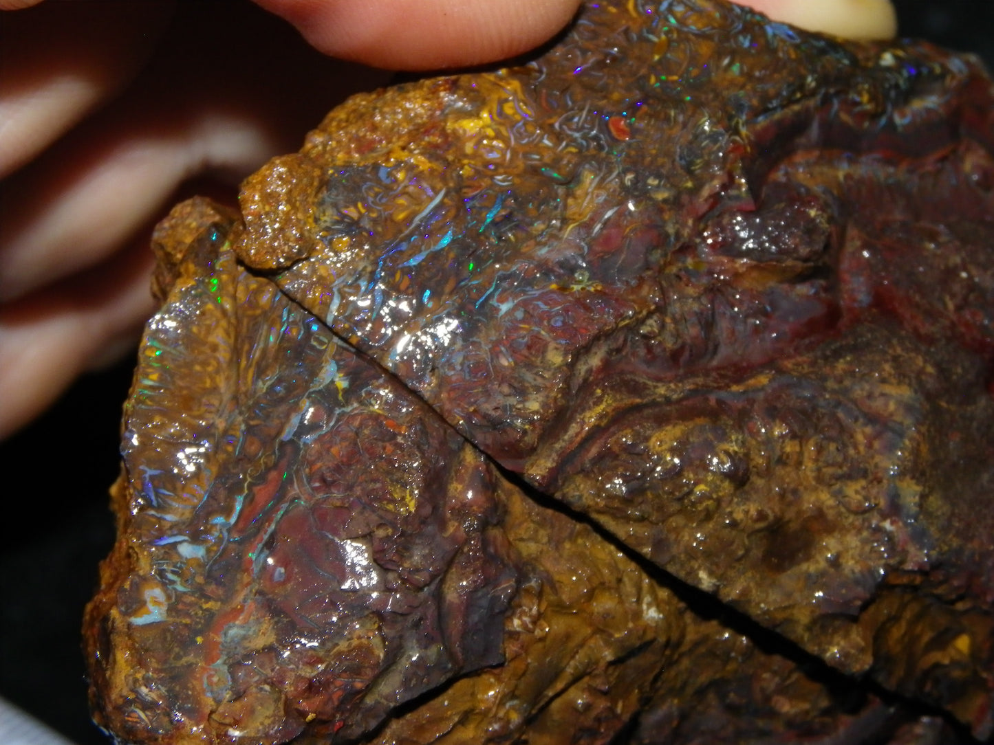 Huge 2779.5cts Koroit Opal Sliced Nut Rough Pair Blue/Green Fires/ Skin Ironstone