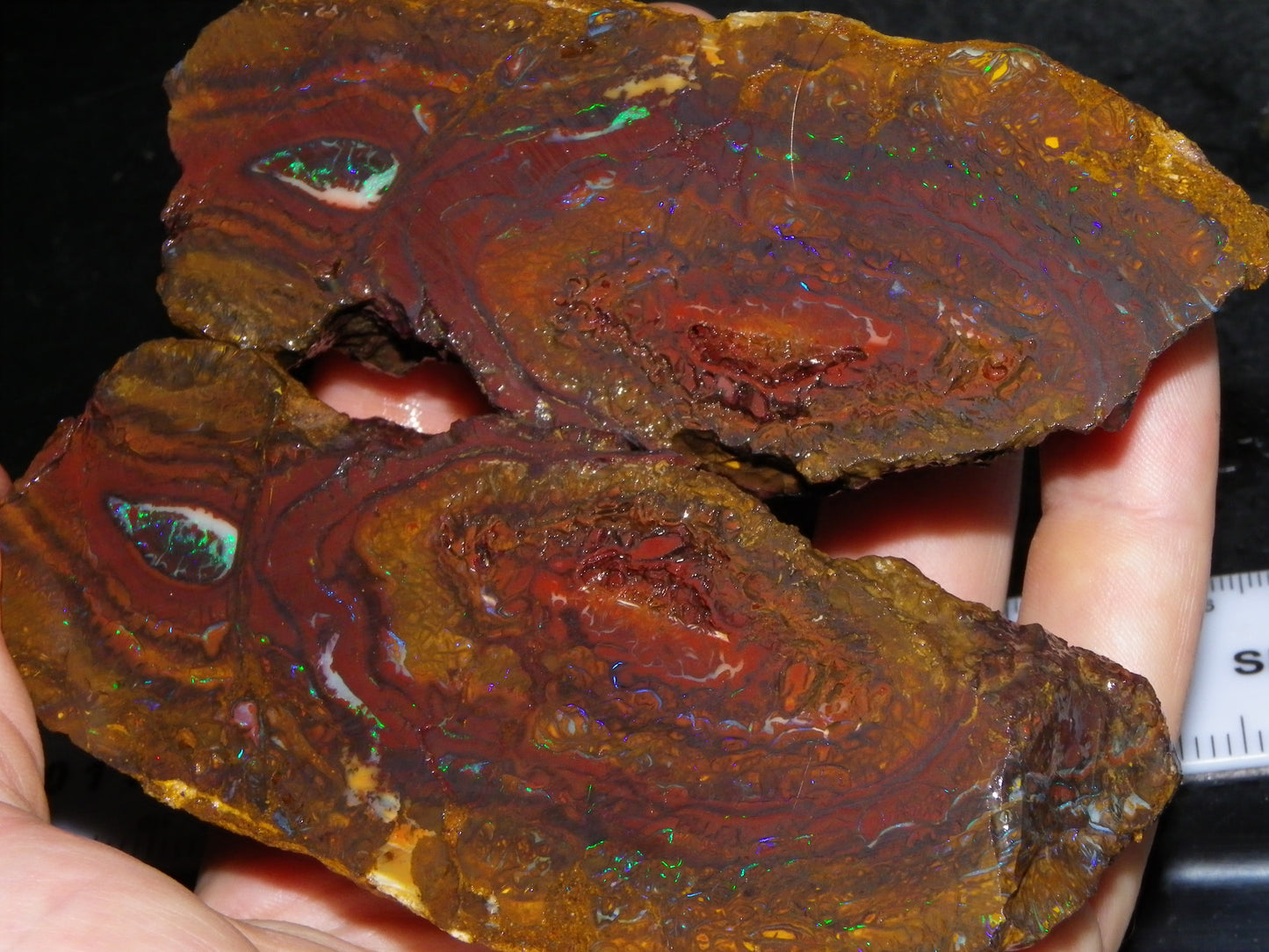 Huge 2779.5cts Koroit Opal Sliced Nut Rough Pair Blue/Green Fires/ Skin Ironstone