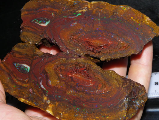 Huge 2779.5cts Koroit Opal Sliced Nut Rough Pair Blue/Green Fires/ Skin Ironstone