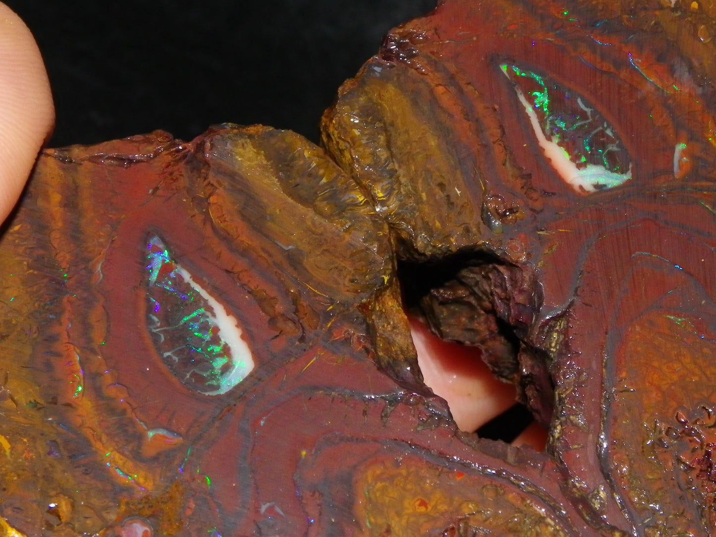 Huge 2779.5cts Koroit Opal Sliced Nut Rough Pair Blue/Green Fires/ Skin Ironstone