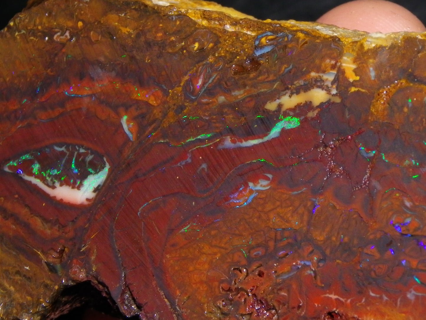 Huge 2779.5cts Koroit Opal Sliced Nut Rough Pair Blue/Green Fires/ Skin Ironstone