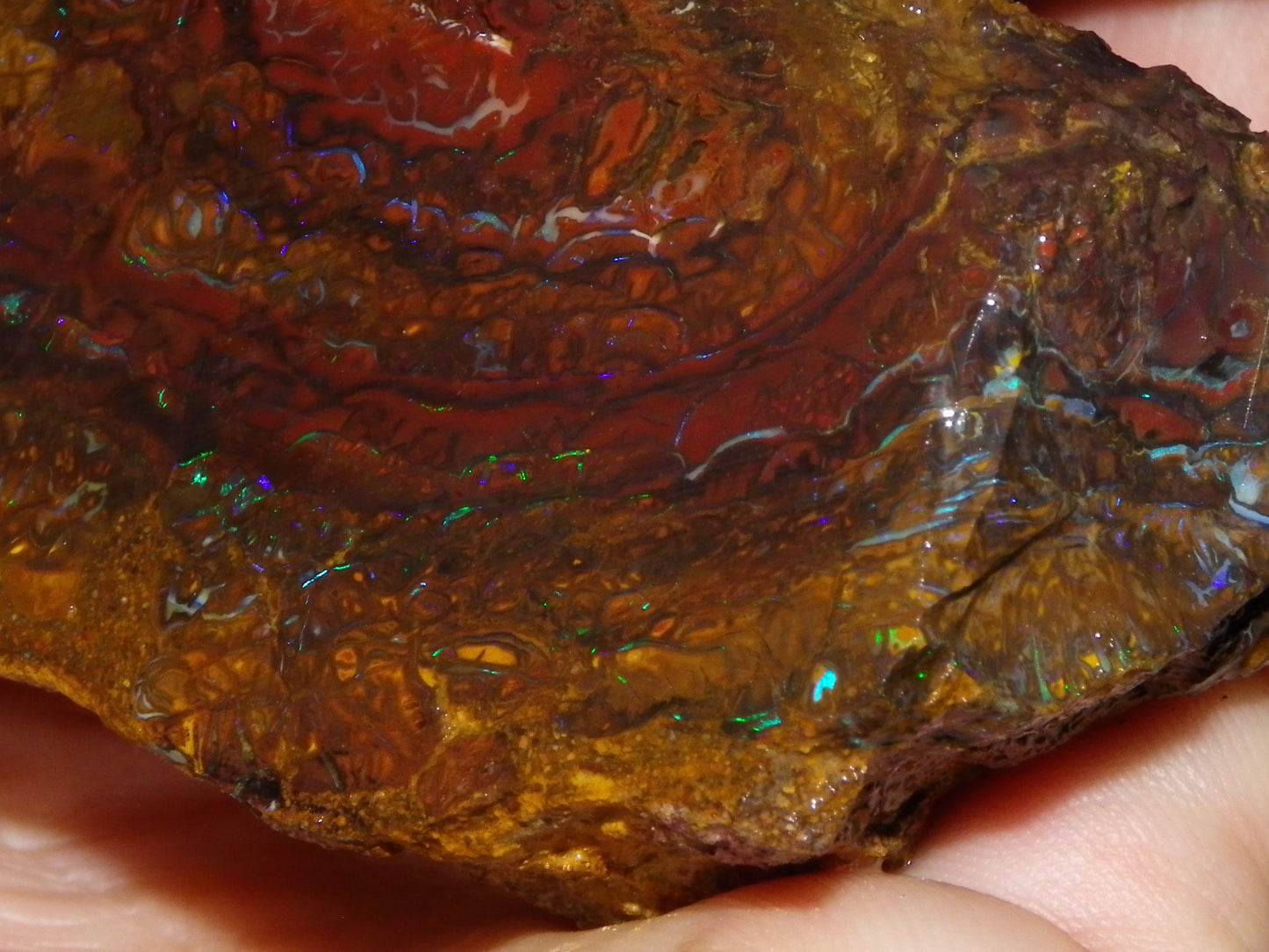 Huge 2779.5cts Koroit Opal Sliced Nut Rough Pair Blue/Green Fires/ Skin Ironstone