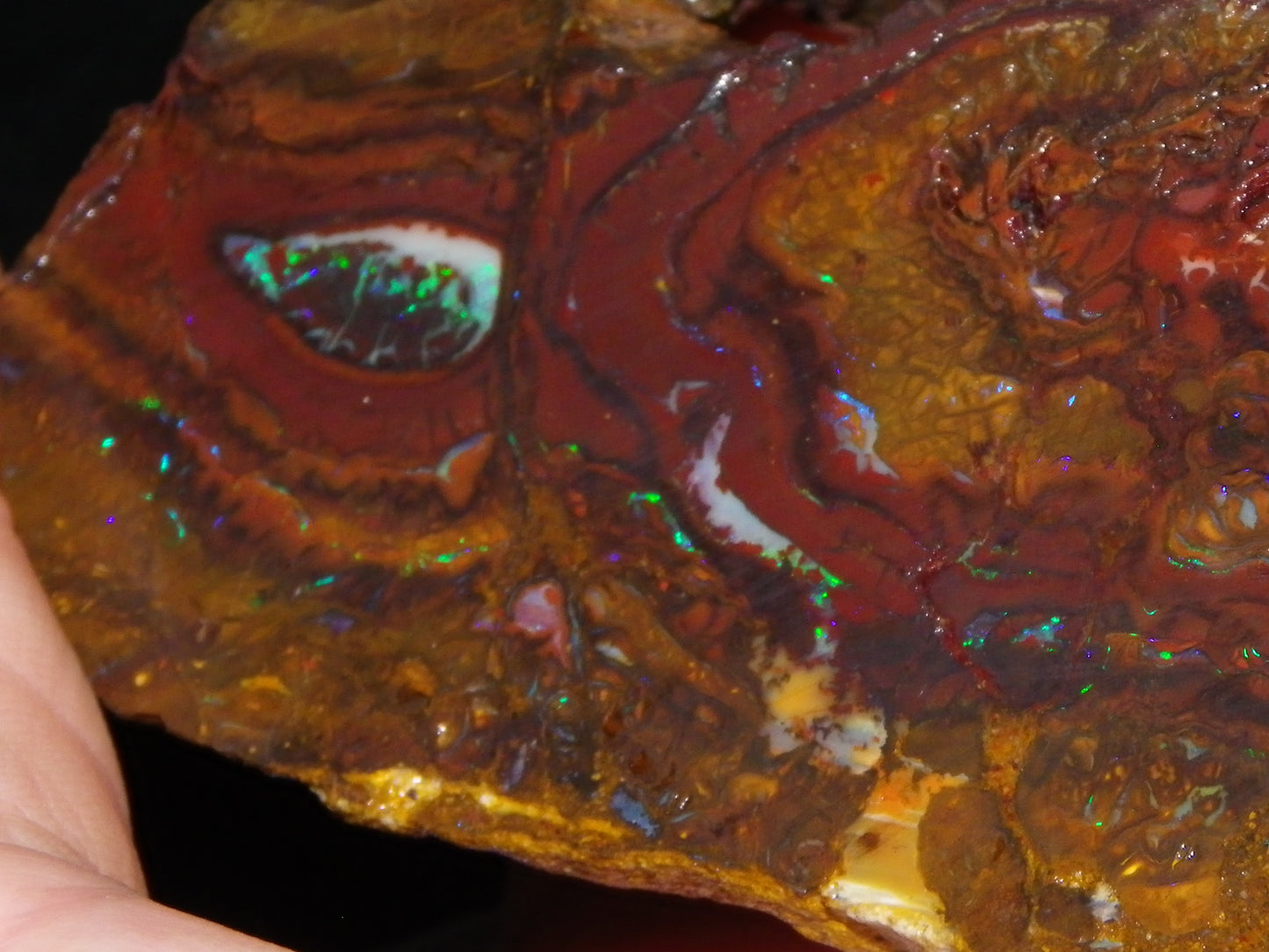 Huge 2779.5cts Koroit Opal Sliced Nut Rough Pair Blue/Green Fires/ Skin Ironstone