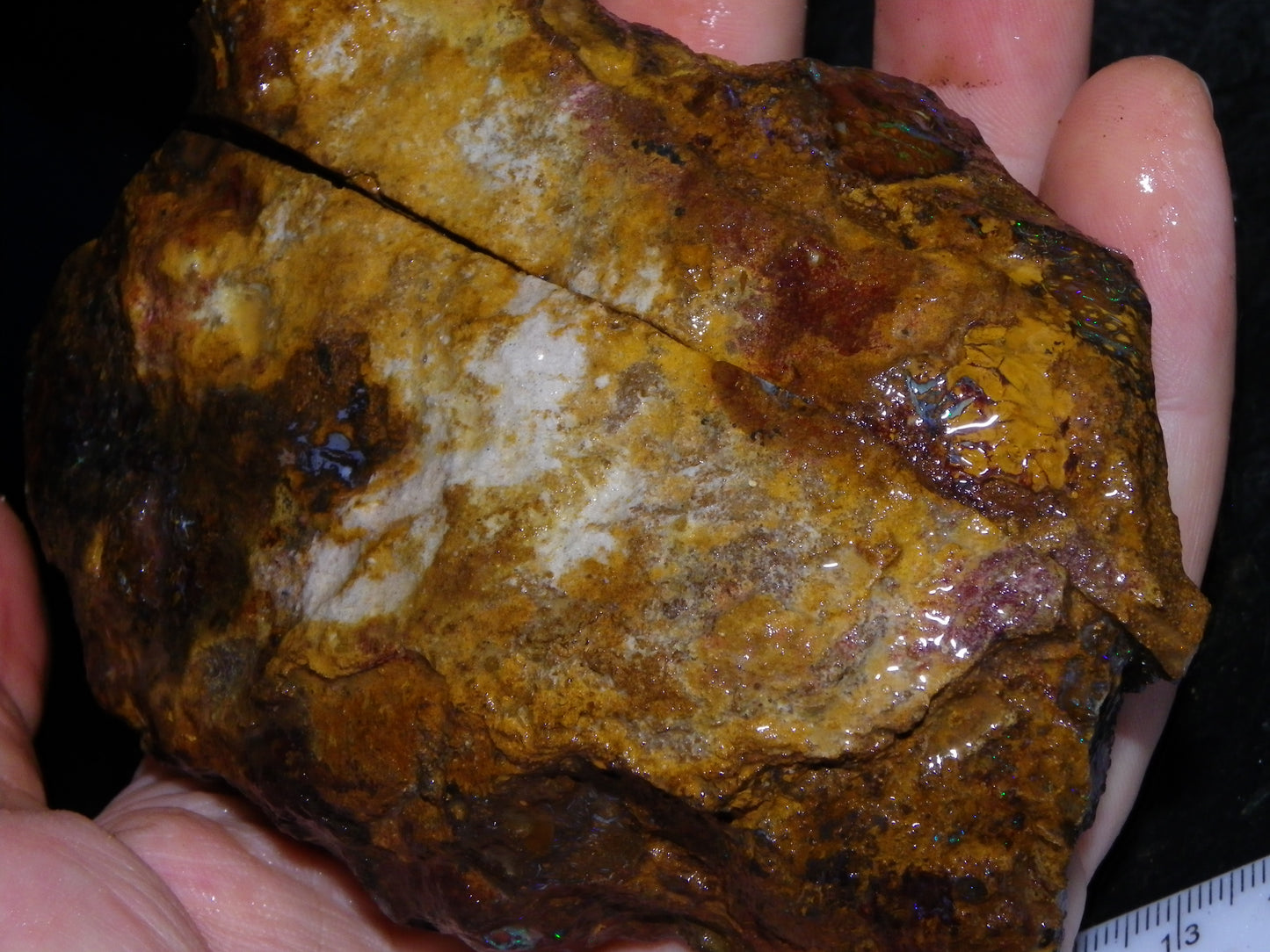 Huge 2779.5cts Koroit Opal Sliced Nut Rough Pair Blue/Green Fires/ Skin Ironstone