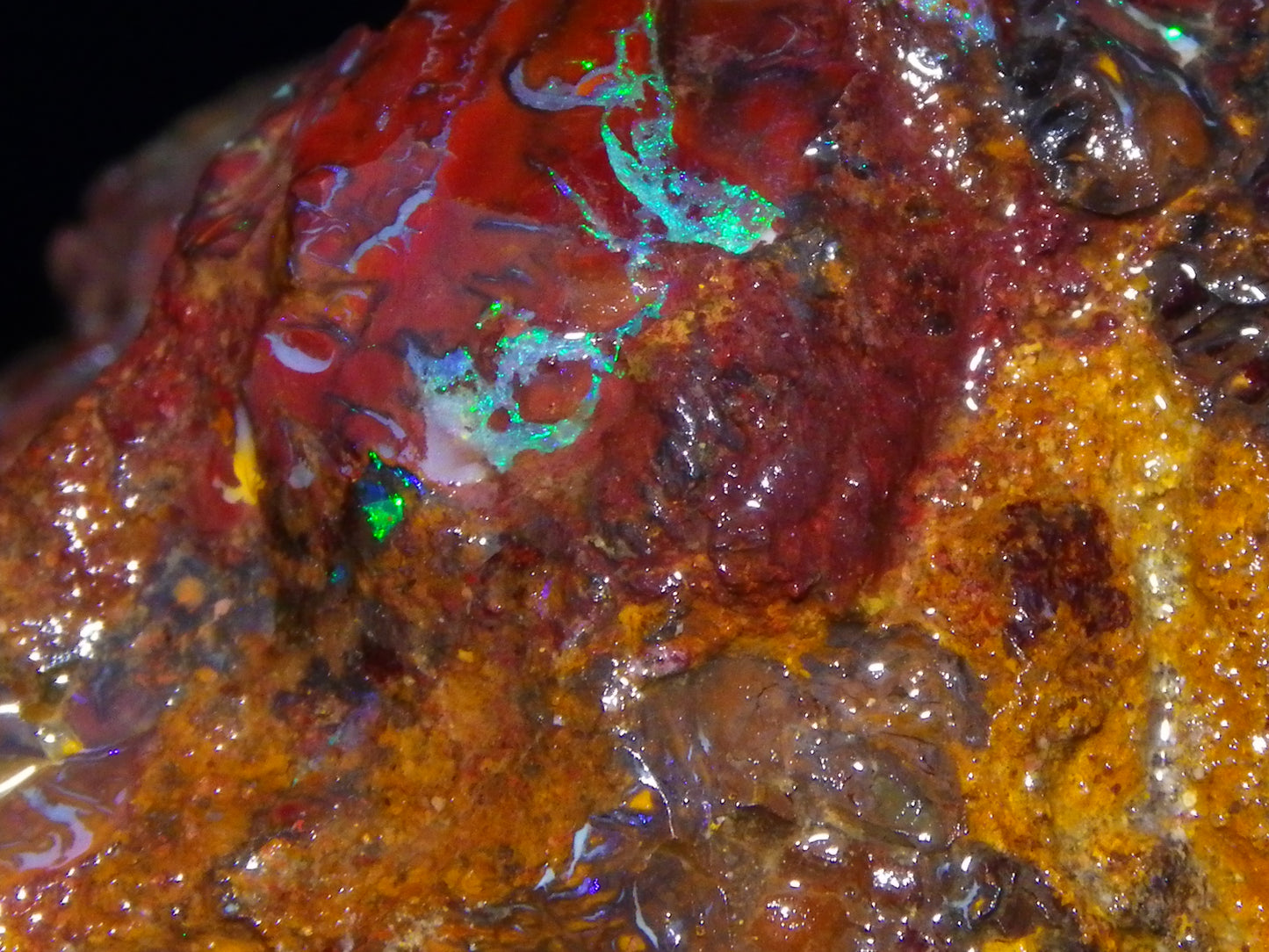 Huge 2779.5cts Koroit Opal Sliced Nut Rough Pair Blue/Green Fires/ Skin Ironstone