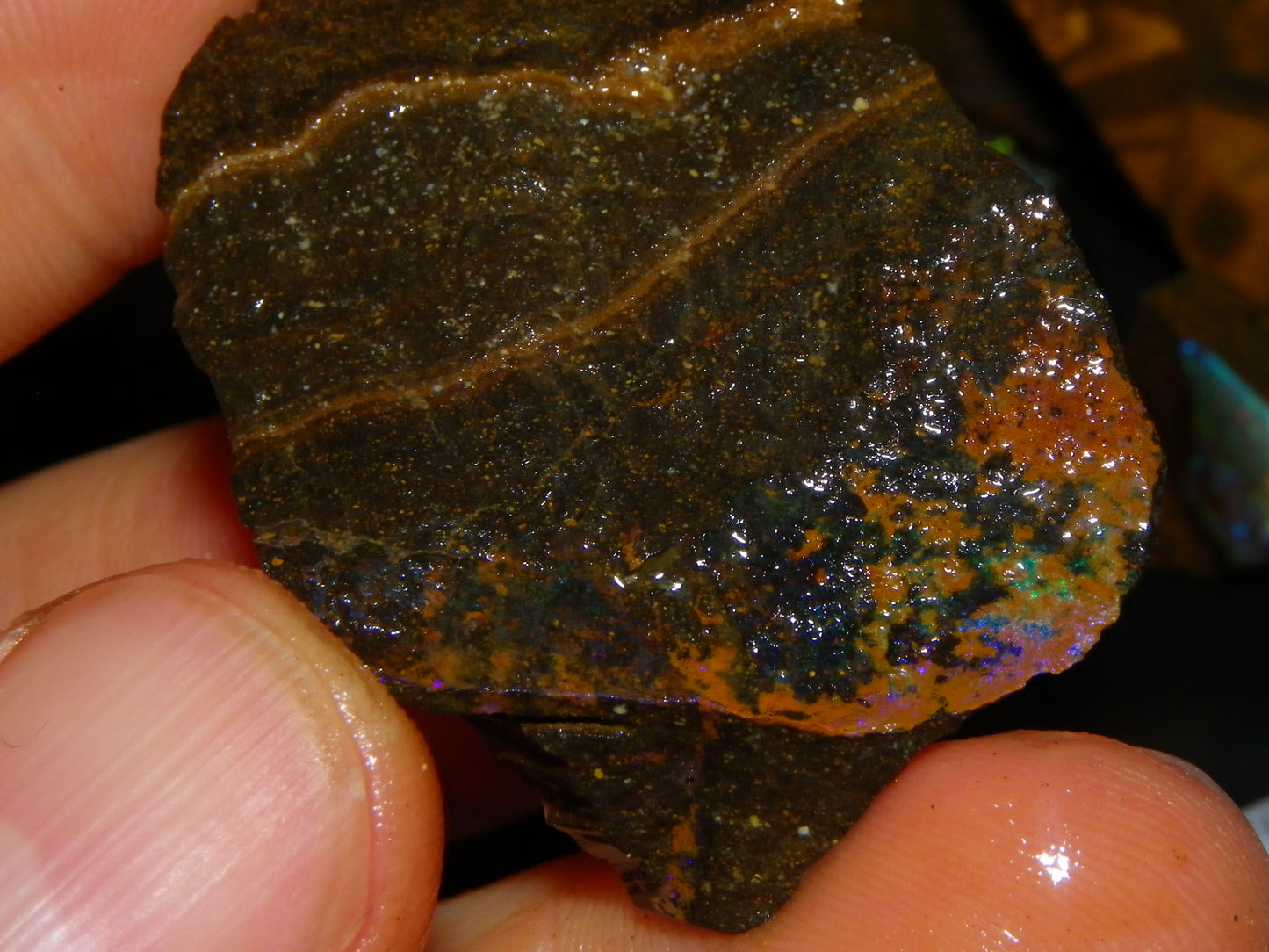 Nice Rough/Rubbed/Sliced Boulder Opal Parcel 913cts Some Veins/Fires/Specimens