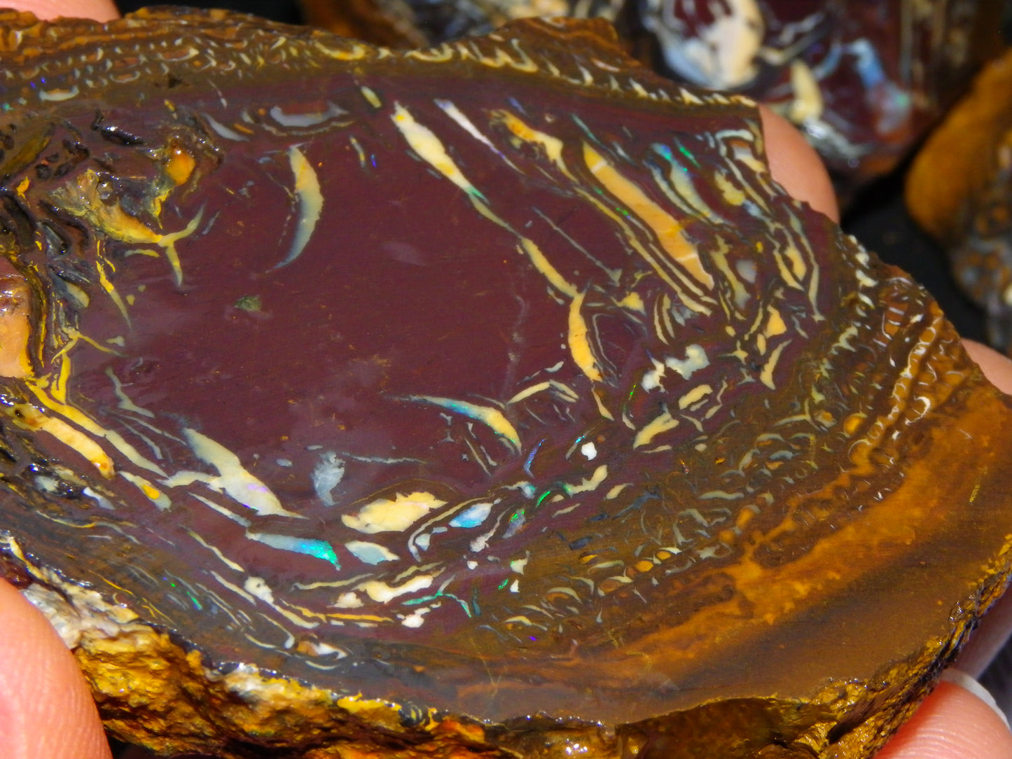 3 Nice Koroit Opal Rough/Sliced Specimens 1758cts Superb Patterns Some Fires Au