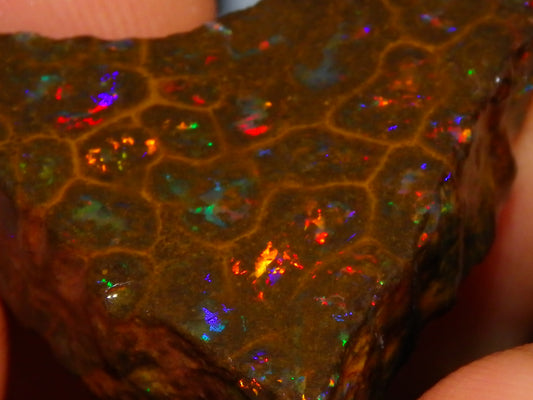 Gem Rough/Sliced Queensland Matrix Opal 44.09cts Red/Gold/Blue/Green Fires Solid Bars