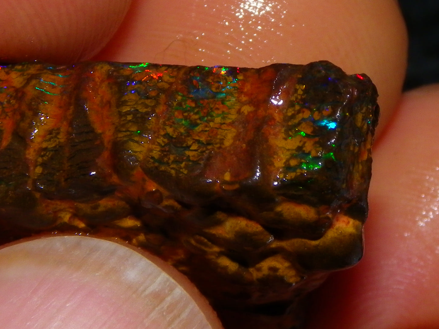 Gem Rough/Sliced Queensland Matrix Opal 44.09cts Red/Gold/Blue/Green Fires Solid Bars