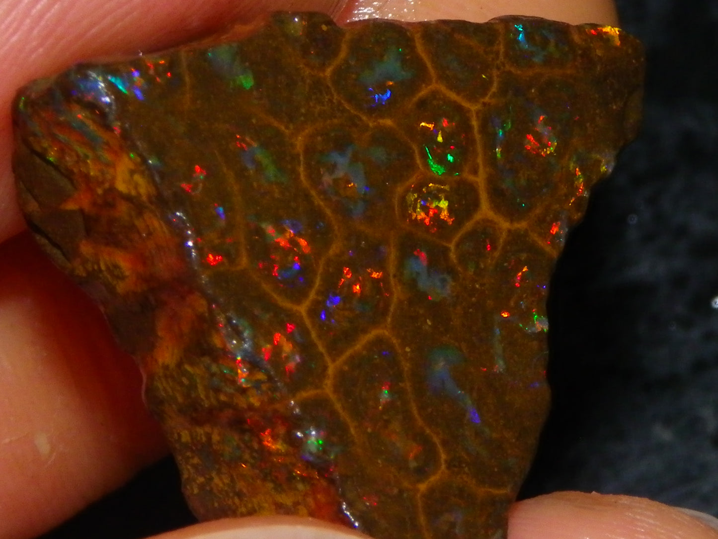 Gem Rough/Sliced Queensland Matrix Opal 44.09cts Red/Gold/Blue/Green Fires Solid Bars